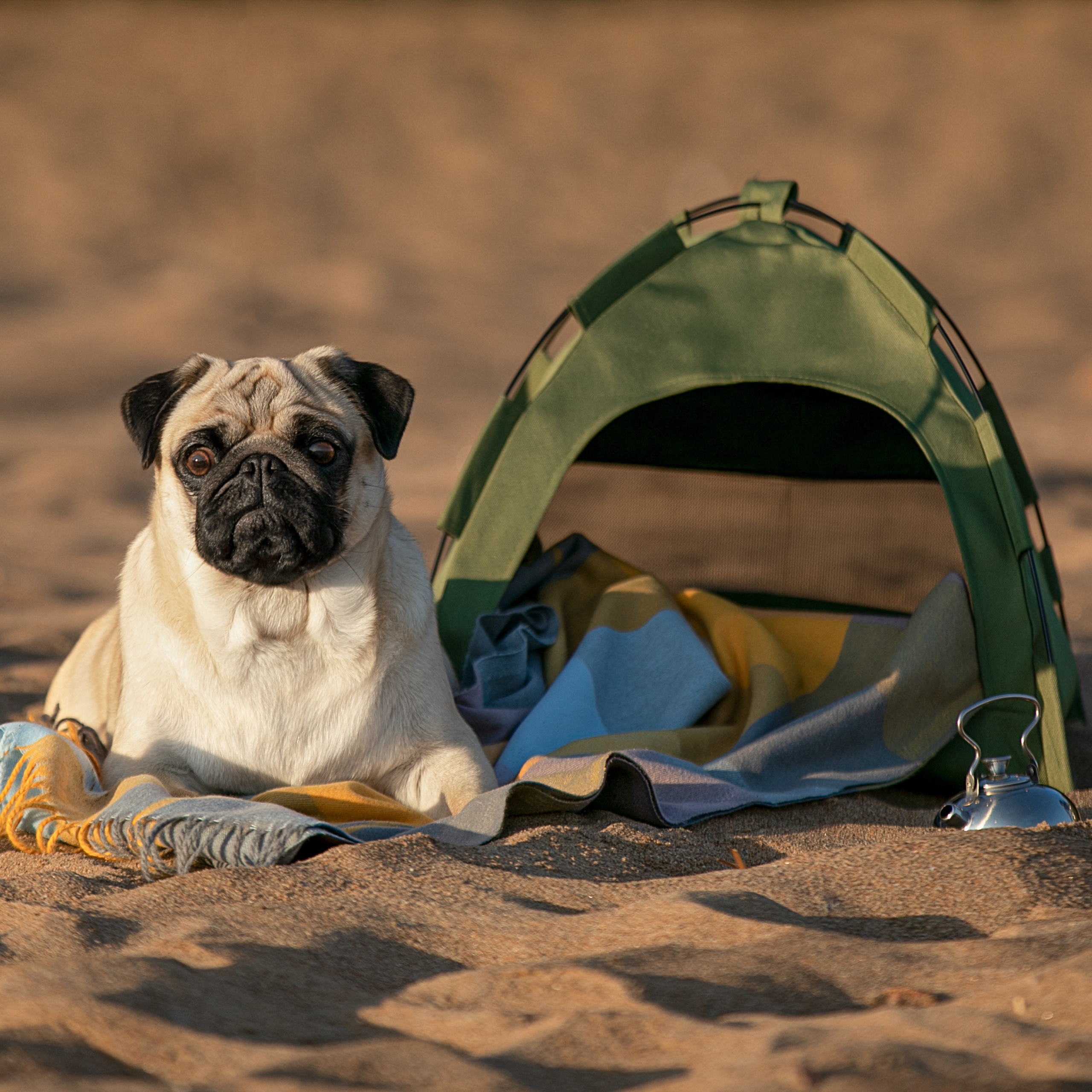 WORK-SHOP 16.07.23 завершён. ФОТОГРАФ-АНИМАЛИСТ l LANA POLYAKOVA