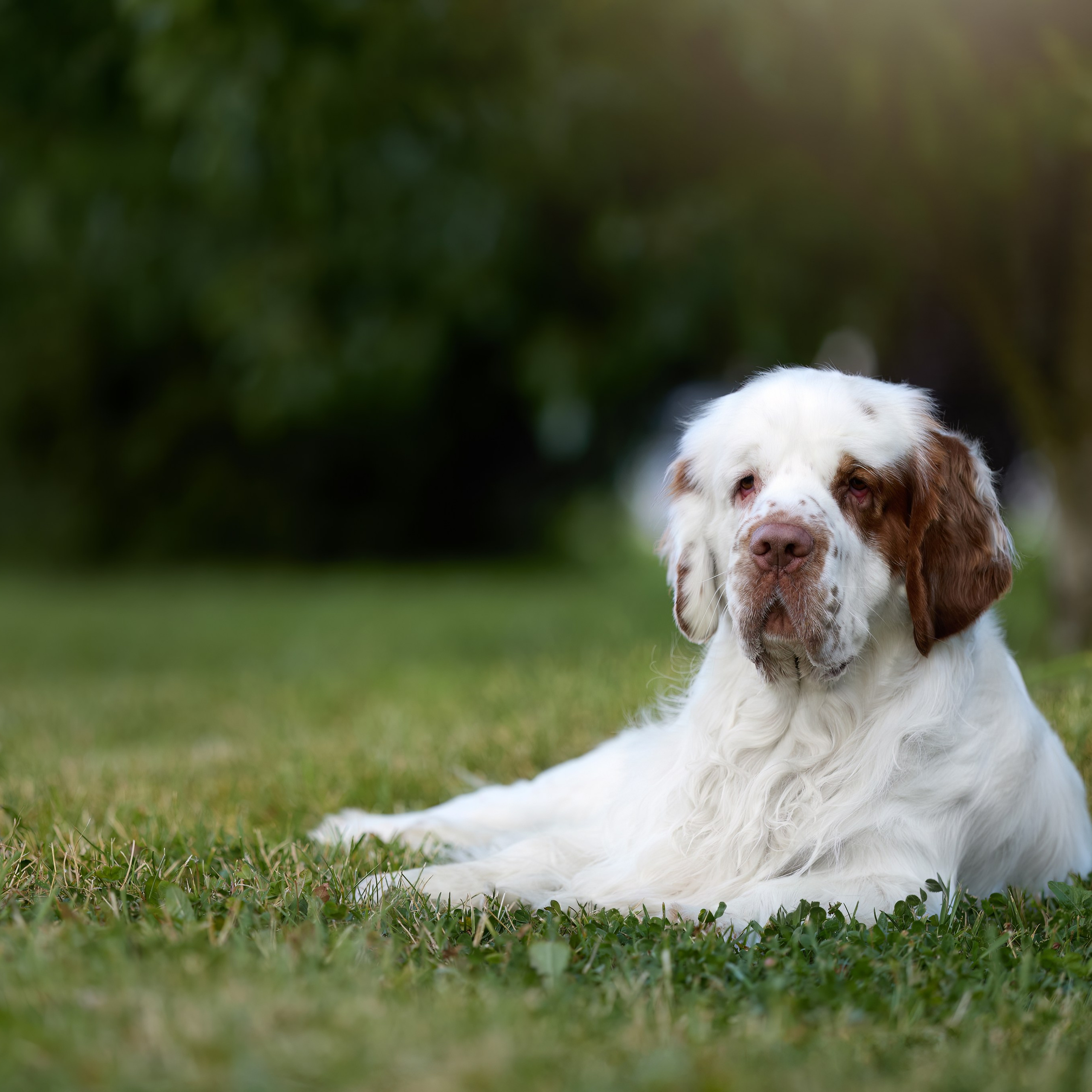 ВЫСТАВКА СОБАК ВСЕХ ПОРОД С ОСОБЫМ СТАТУСОМ «БЕЛЫЕ НОЧИ-2025». ФОТОГРАФ-АНИМАЛИСТ l LANA POLYAKOVA