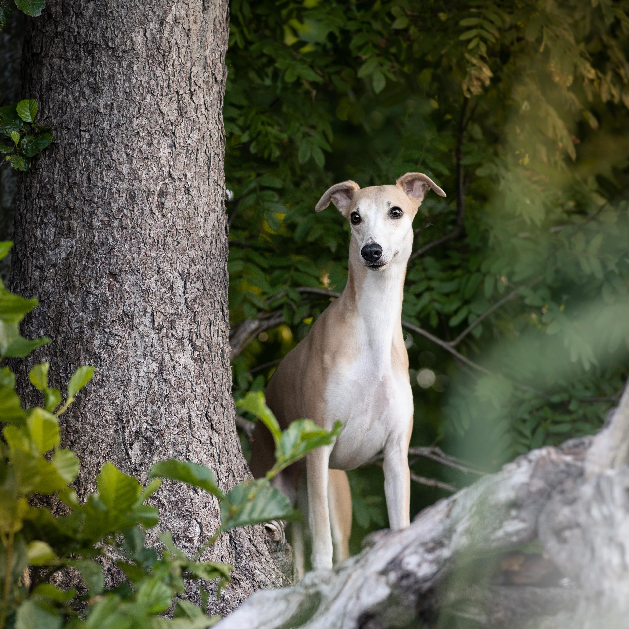 WORK-SHOP 16.07.23 завершён. ФОТОГРАФ-АНИМАЛИСТ l LANA POLYAKOVA