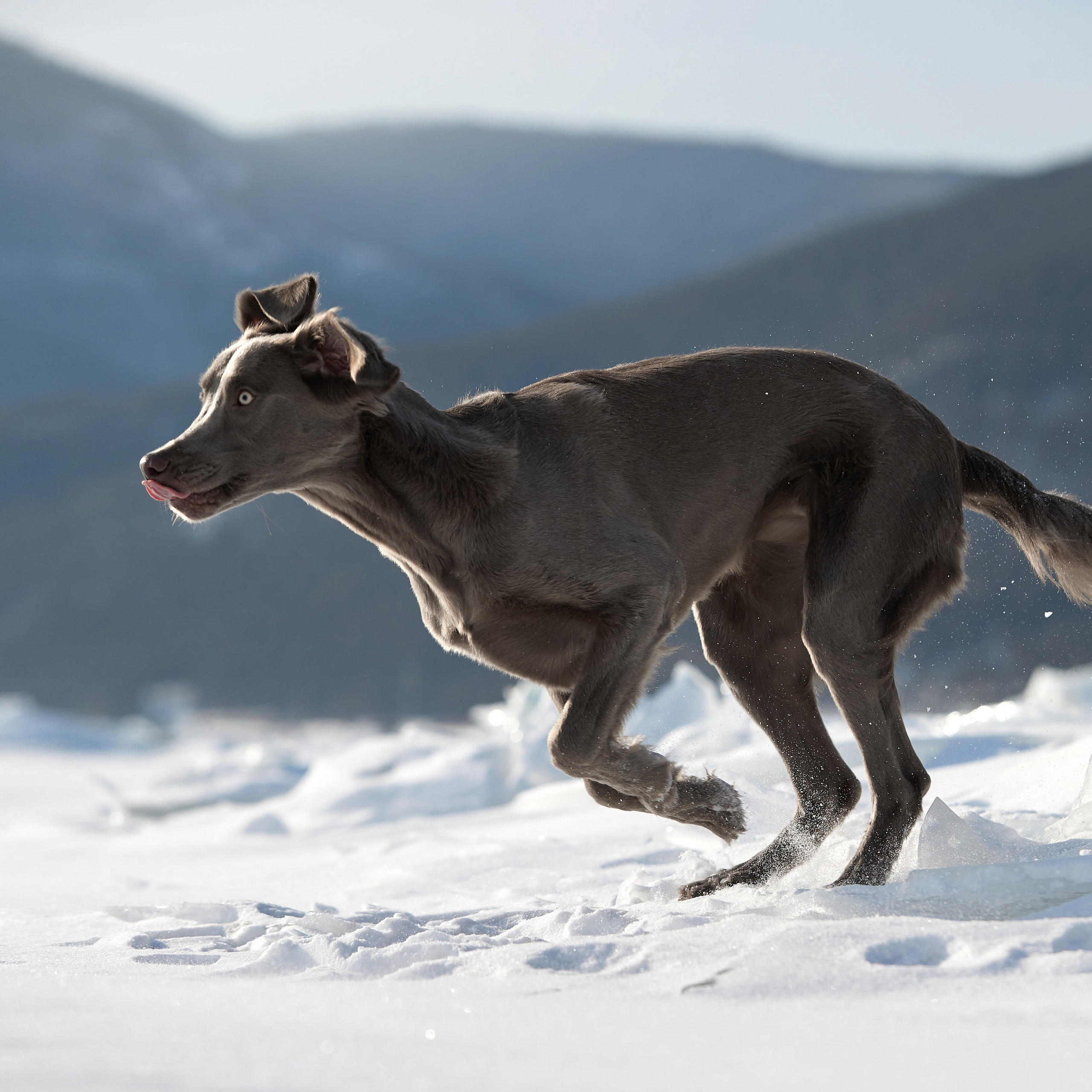 Зимний Workshop и фотосъемки на Байкале. ФОТОГРАФ-АНИМАЛИСТ l LANA POLYAKOVA