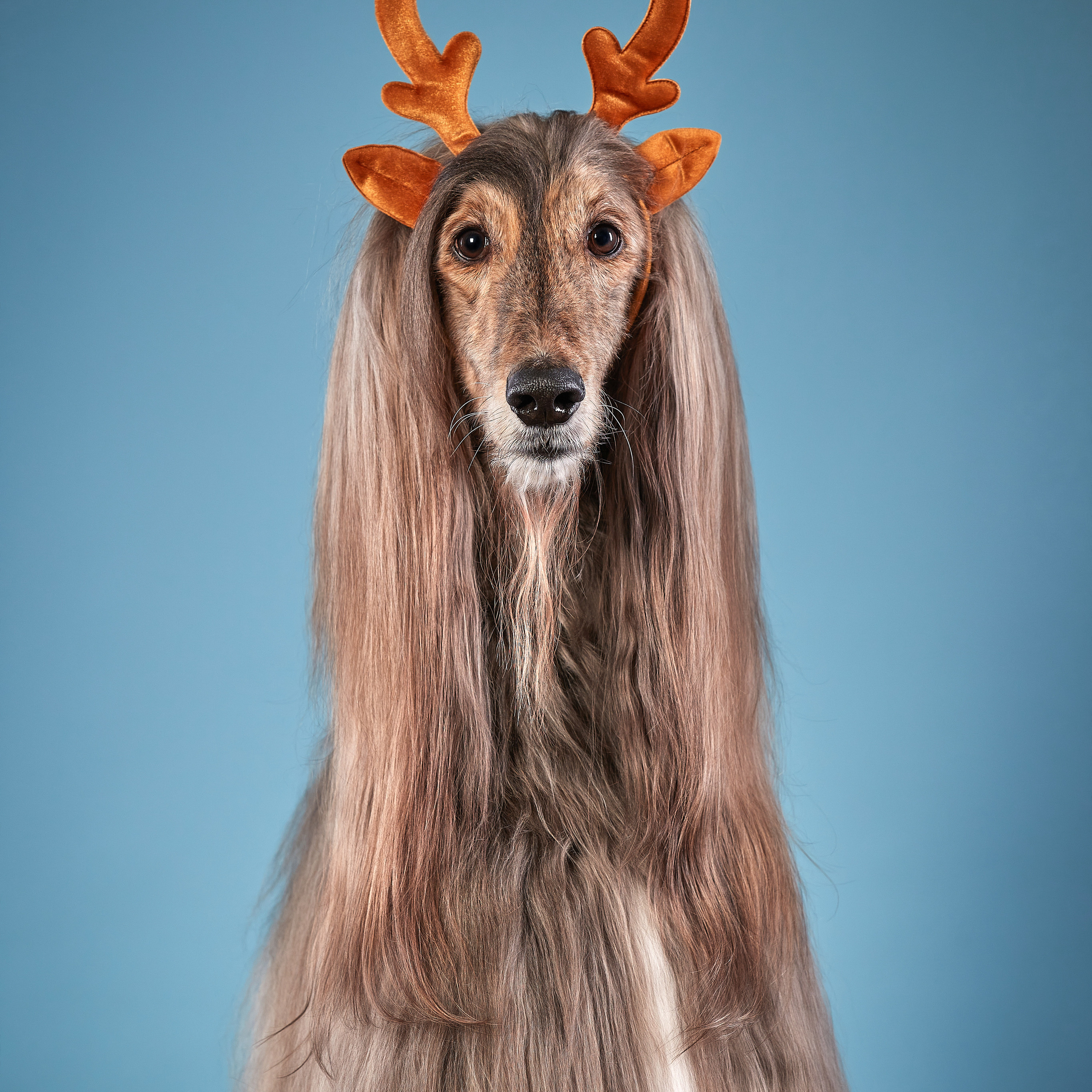 INT GRAND MULTI CH AHTIAR AK JAR AMADEUS FAVORITE OF SUCCESS