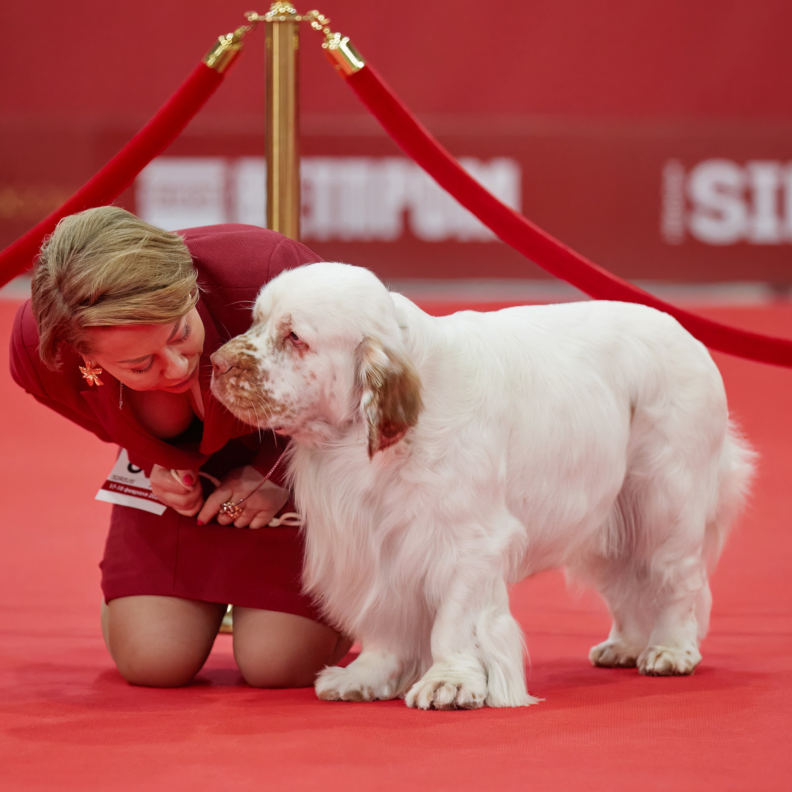 Новое шоу чемпионов «ЛУЧШИЕ СОБАКИ РОССИИ». ФОТОГРАФ-АНИМАЛИСТ l LANA POLYAKOVA