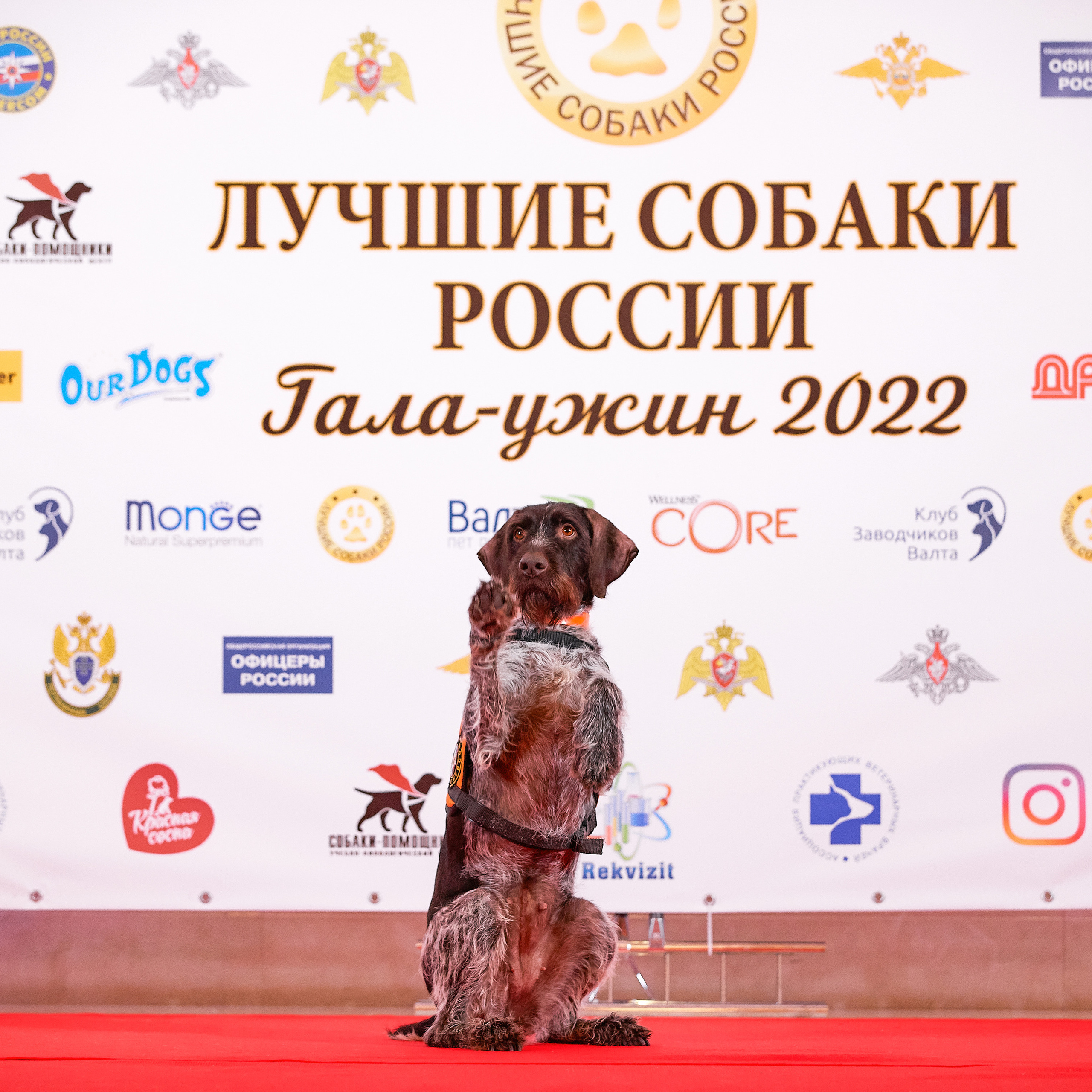 Репортаж с церемонии «BEST RUSSIAN DOG 2021». ФОТОГРАФ-АНИМАЛИСТ l LANA POLYAKOVA