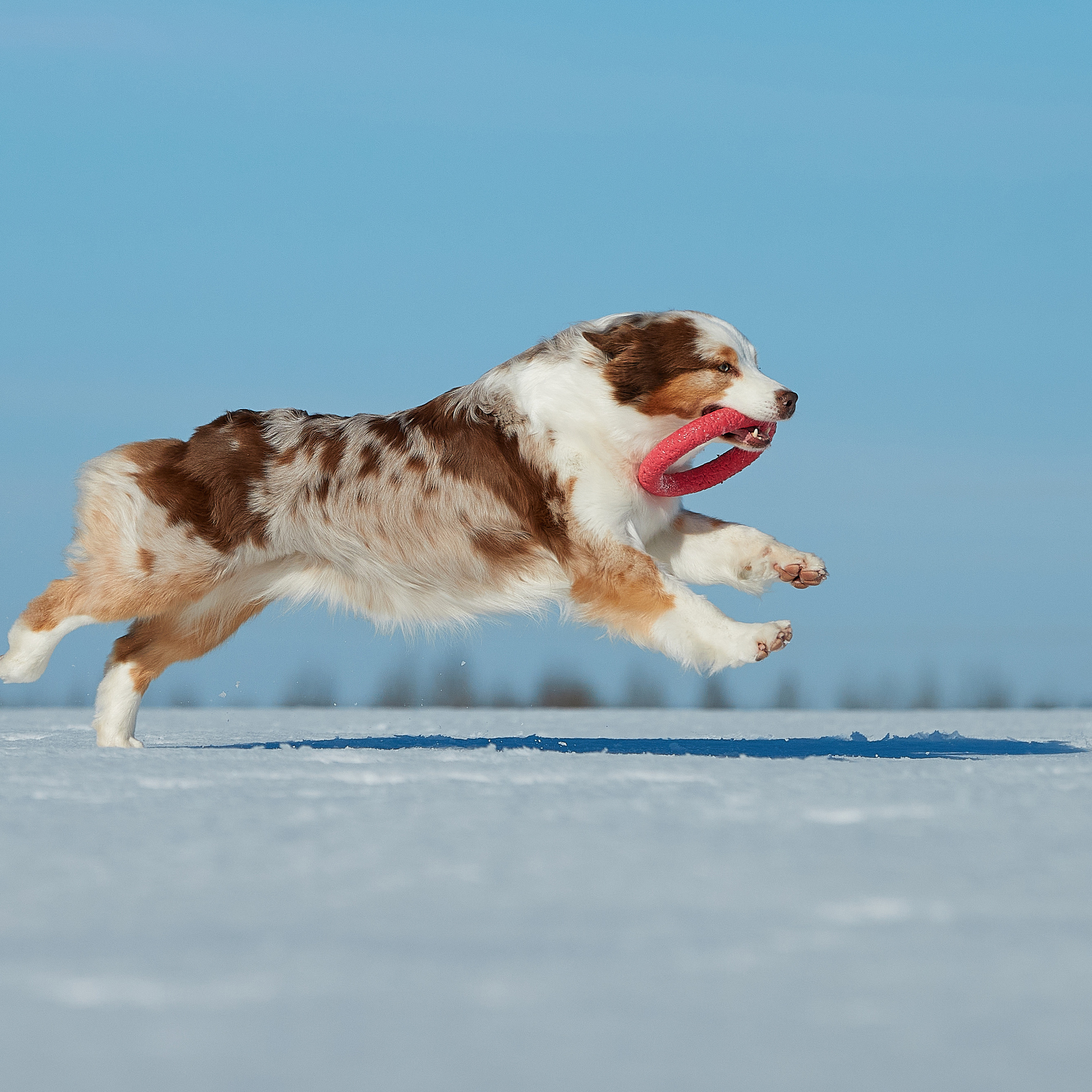 Съешь ещё этих мягких французских булок да выпей чаю. ФОТОГРАФ-АНИМАЛИСТ l LANA POLYAKOVA