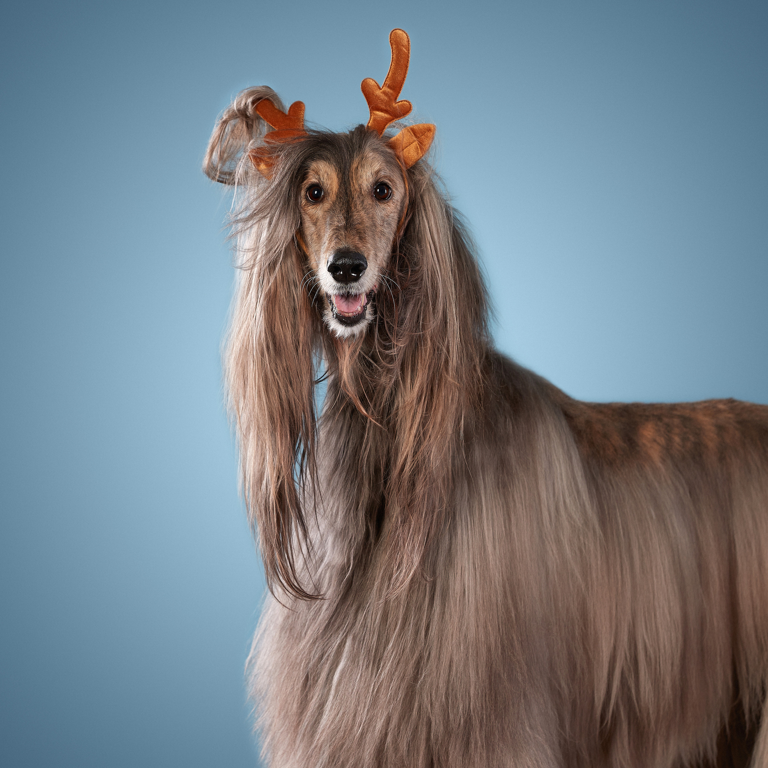 Новогодние съемки в студии уже начались. ФОТОГРАФ-АНИМАЛИСТ l LANA POLYAKOVA