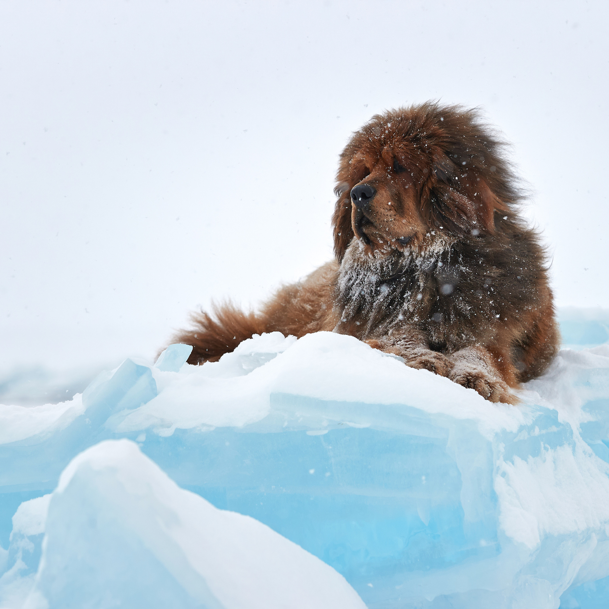 Зимний Workshop и фотосъемки на Байкале. ФОТОГРАФ-АНИМАЛИСТ l LANA POLYAKOVA
