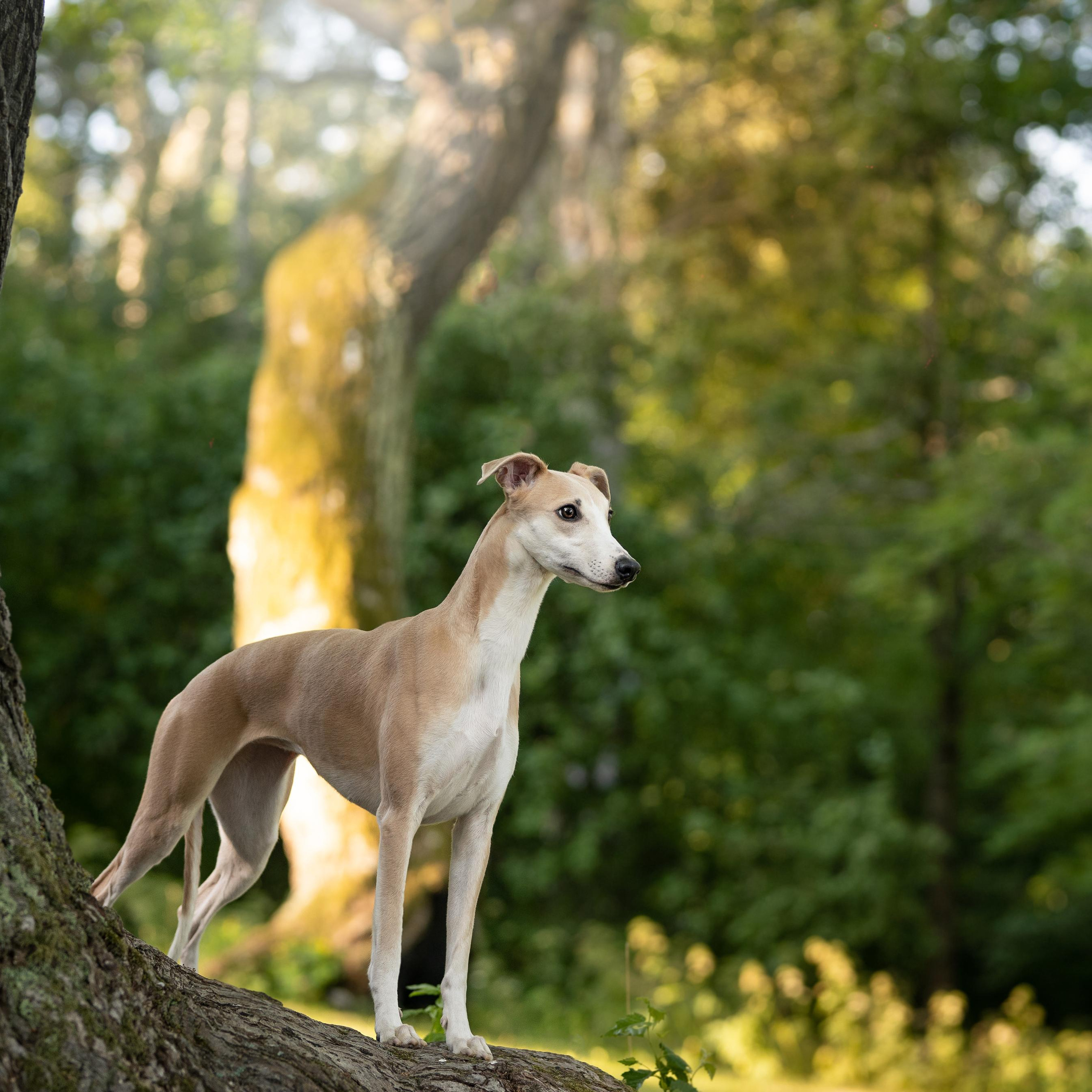 WORK-SHOP 16.07.23 завершён. ФОТОГРАФ-АНИМАЛИСТ l LANA POLYAKOVA