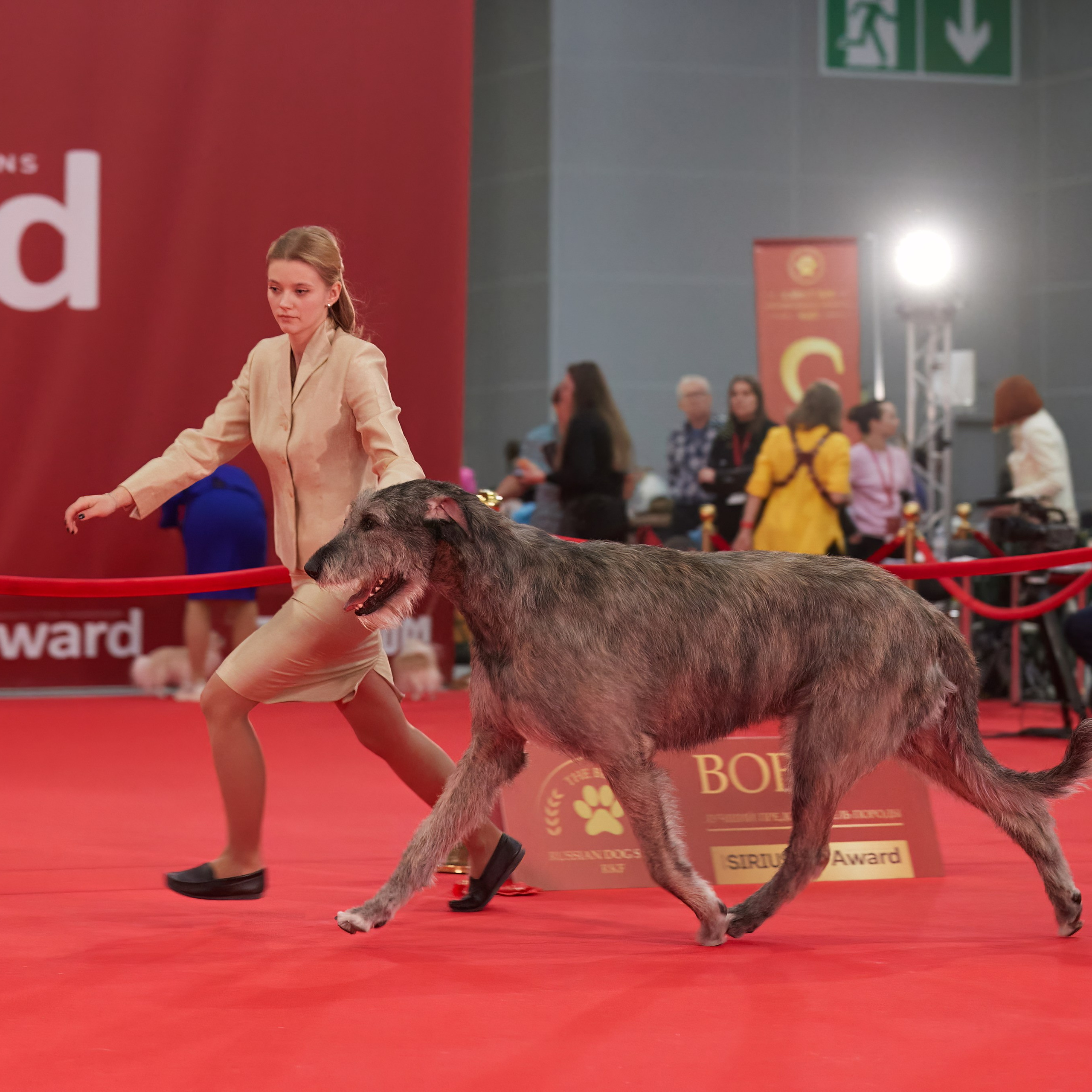 Новое шоу чемпионов «ЛУЧШИЕ СОБАКИ РОССИИ». ФОТОГРАФ-АНИМАЛИСТ l LANA POLYAKOVA