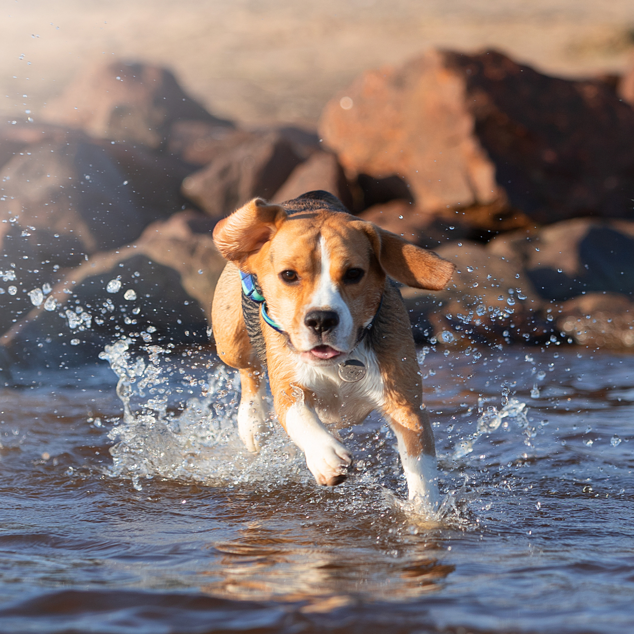 WORK-SHOP 16.07.23 завершён. ФОТОГРАФ-АНИМАЛИСТ l LANA POLYAKOVA