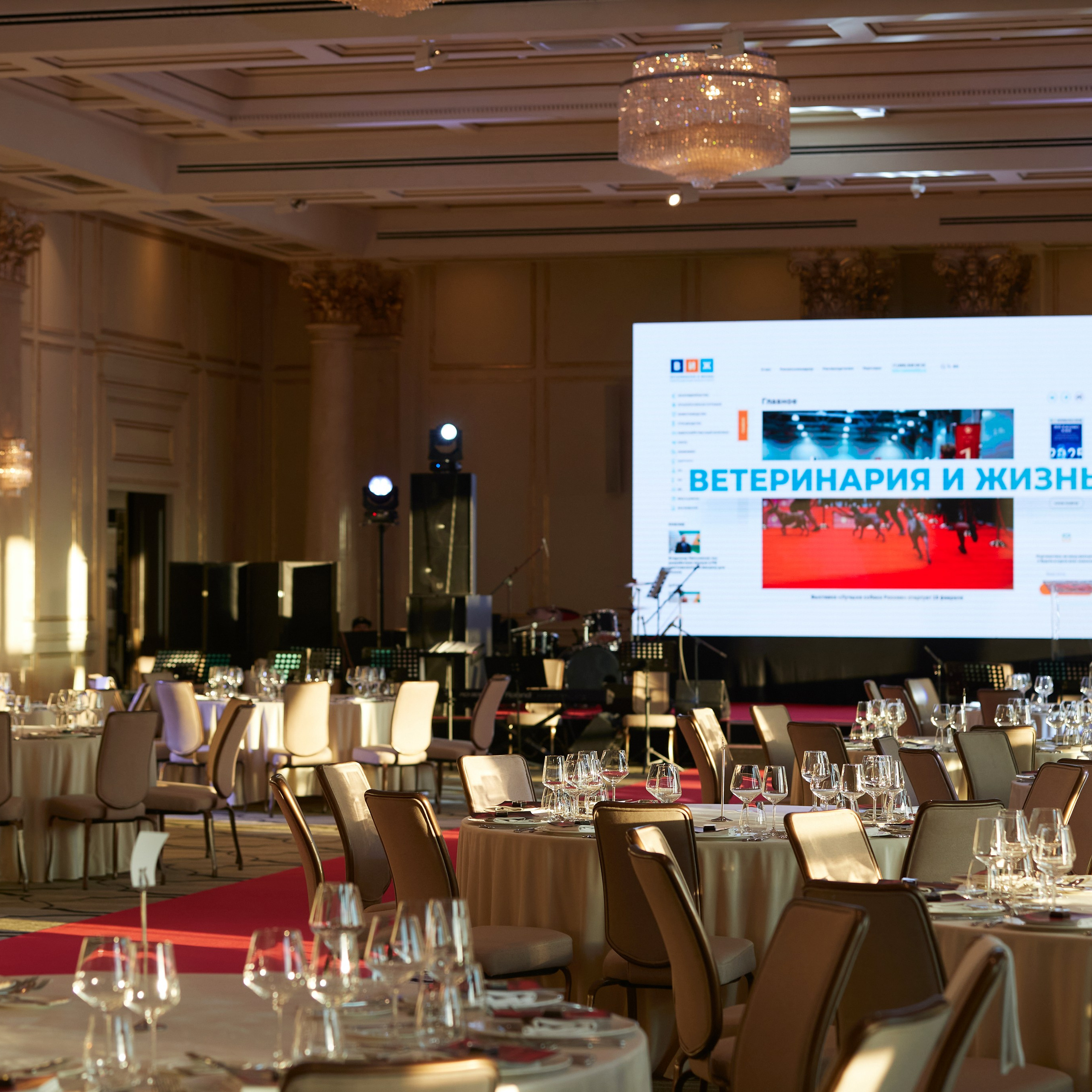 Репортаж с церемонии «BEST RUSSIAN DOG 2024». ФОТОГРАФ-АНИМАЛИСТ l LANA POLYAKOVA