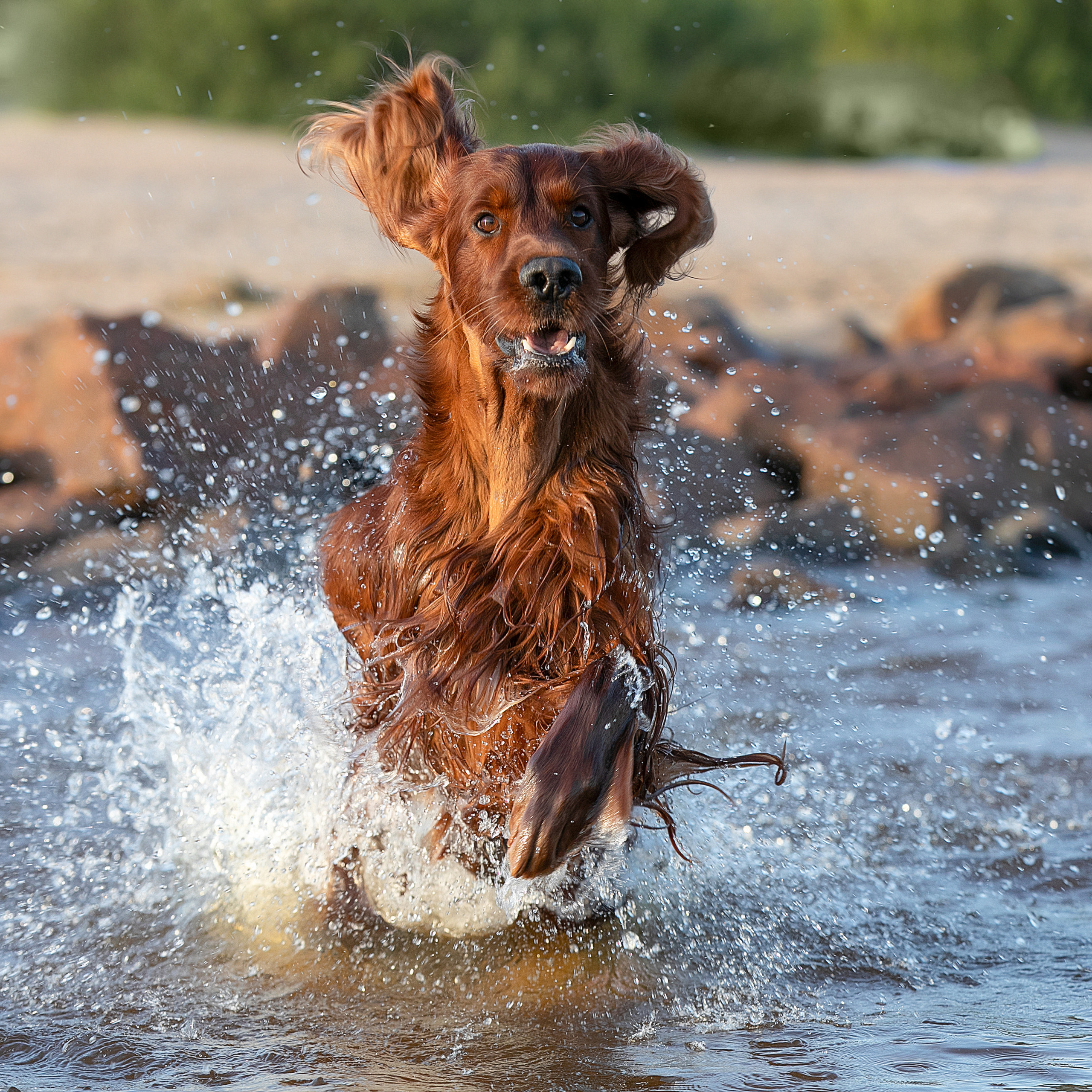 WORK-SHOP 16.07.23 завершён. ФОТОГРАФ-АНИМАЛИСТ l LANA POLYAKOVA