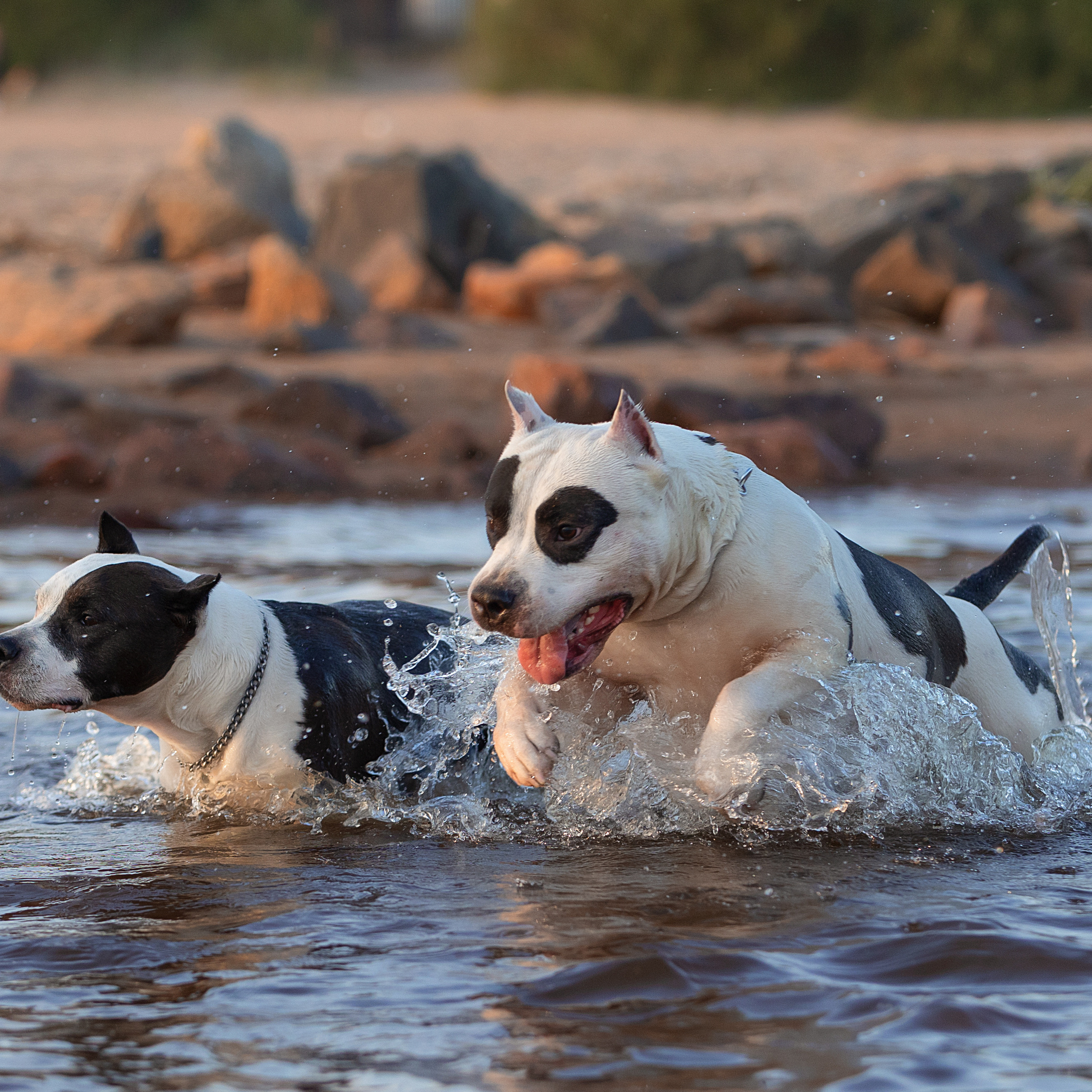 WORK-SHOP 16.07.23 завершён. ФОТОГРАФ-АНИМАЛИСТ l LANA POLYAKOVA