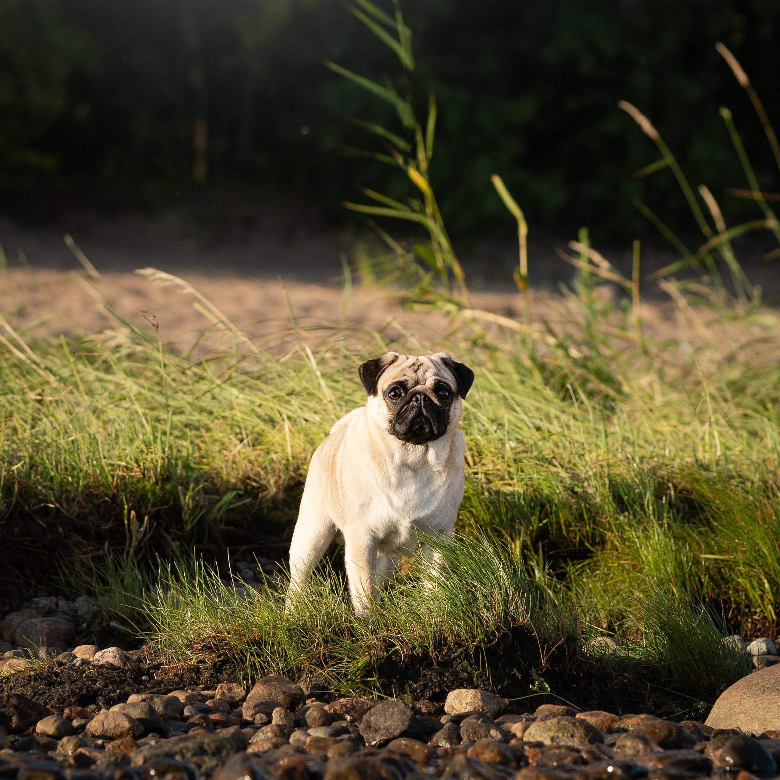 WORK-SHOP 16.07.23 завершён. ФОТОГРАФ-АНИМАЛИСТ l LANA POLYAKOVA