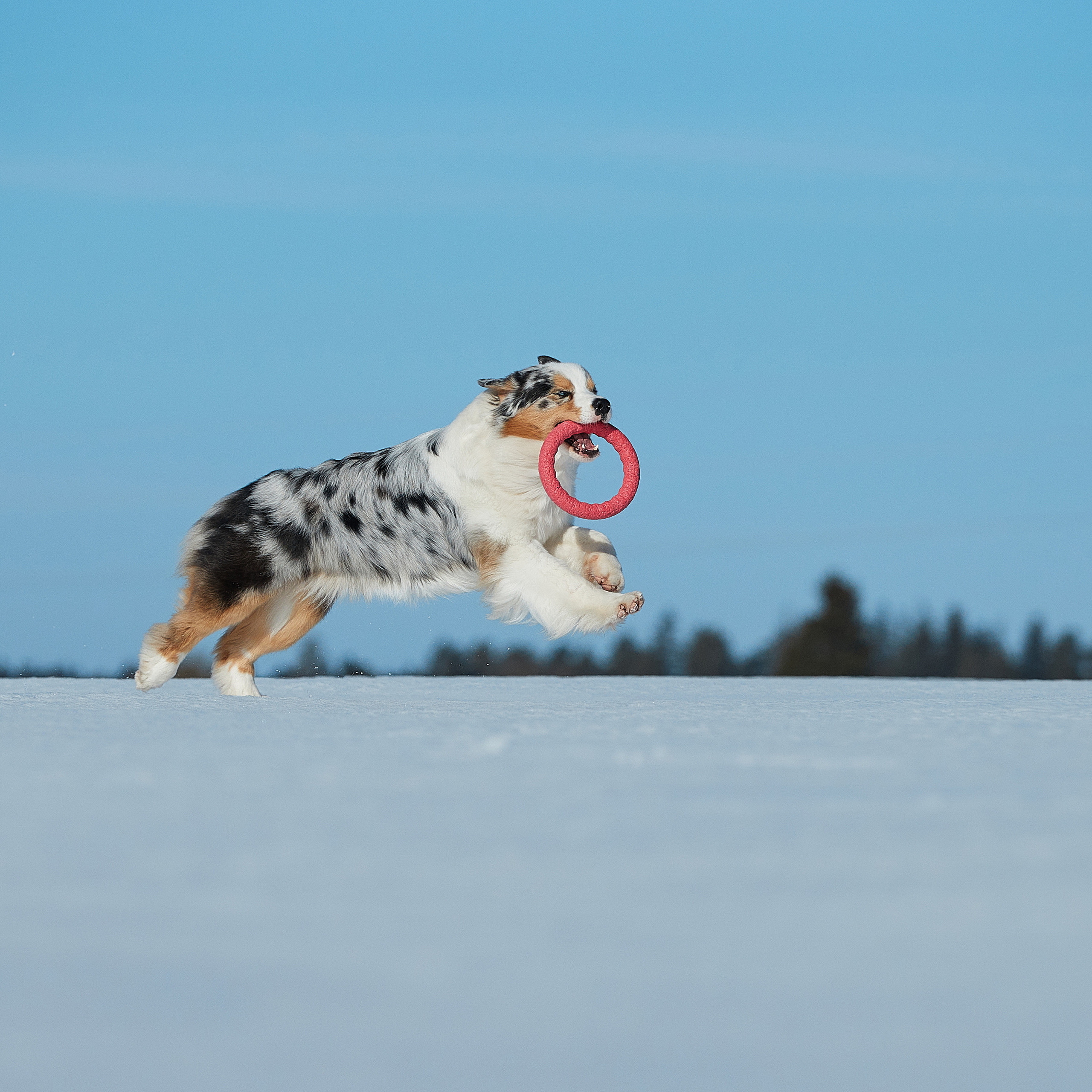 Съешь ещё этих мягких французских булок да выпей чаю. ФОТОГРАФ-АНИМАЛИСТ l LANA POLYAKOVA