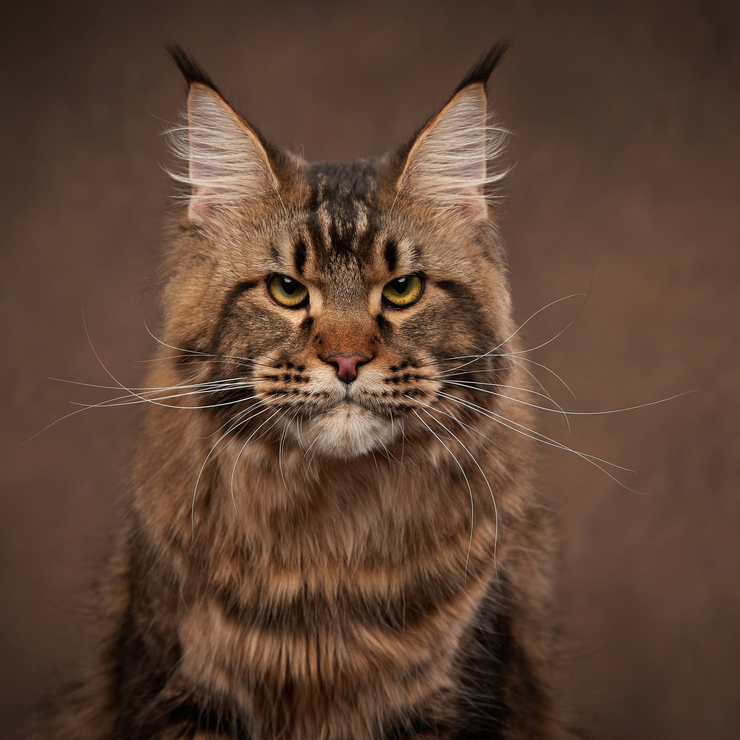 Елисей и Катоша. Фото мейн-кунов. ФОТОГРАФ-АНИМАЛИСТ l LANA POLYAKOVA