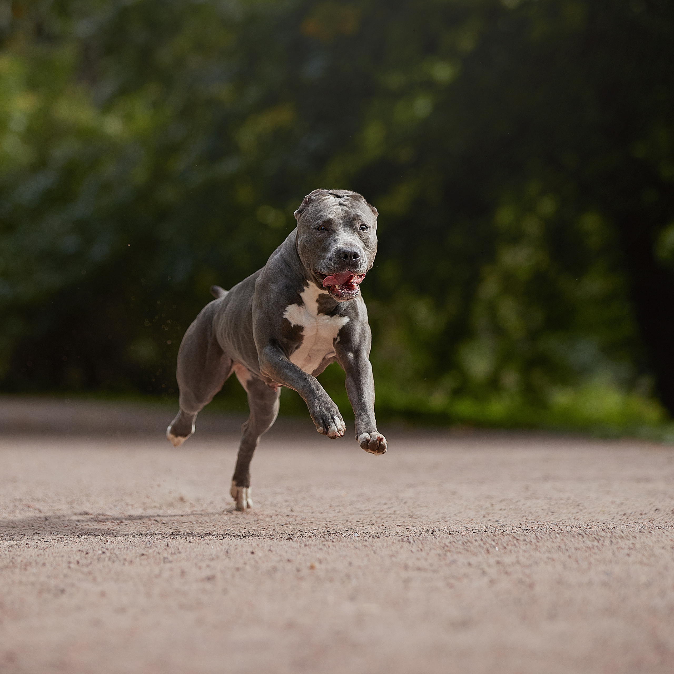 Есть такая порода. Прайтер. ФОТОГРАФ-АНИМАЛИСТ l LANA POLYAKOVA
