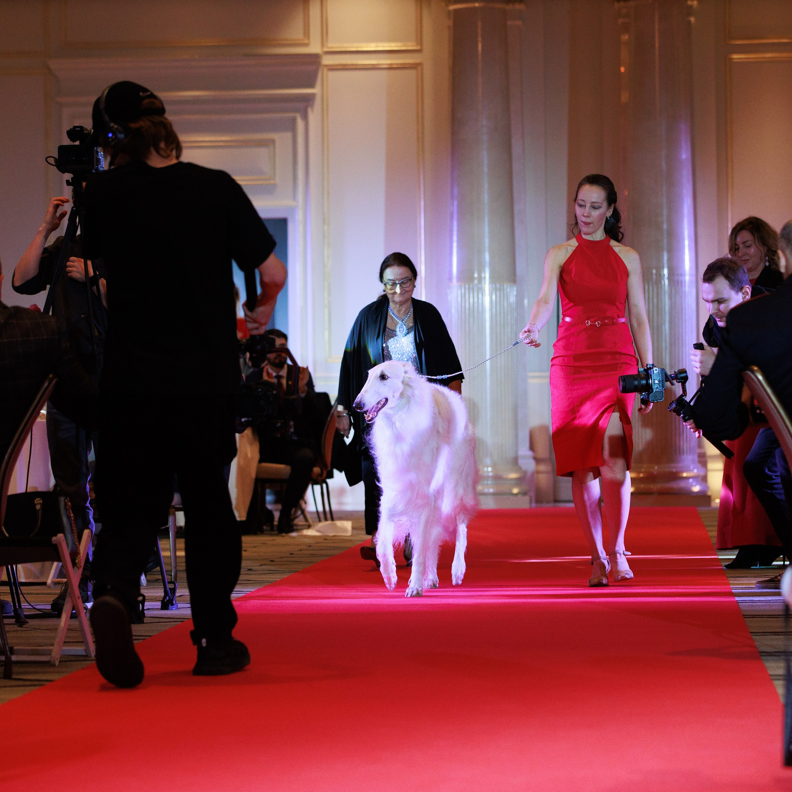 Репортаж с церемонии «BEST RUSSIAN DOG 2024». ФОТОГРАФ-АНИМАЛИСТ l LANA POLYAKOVA