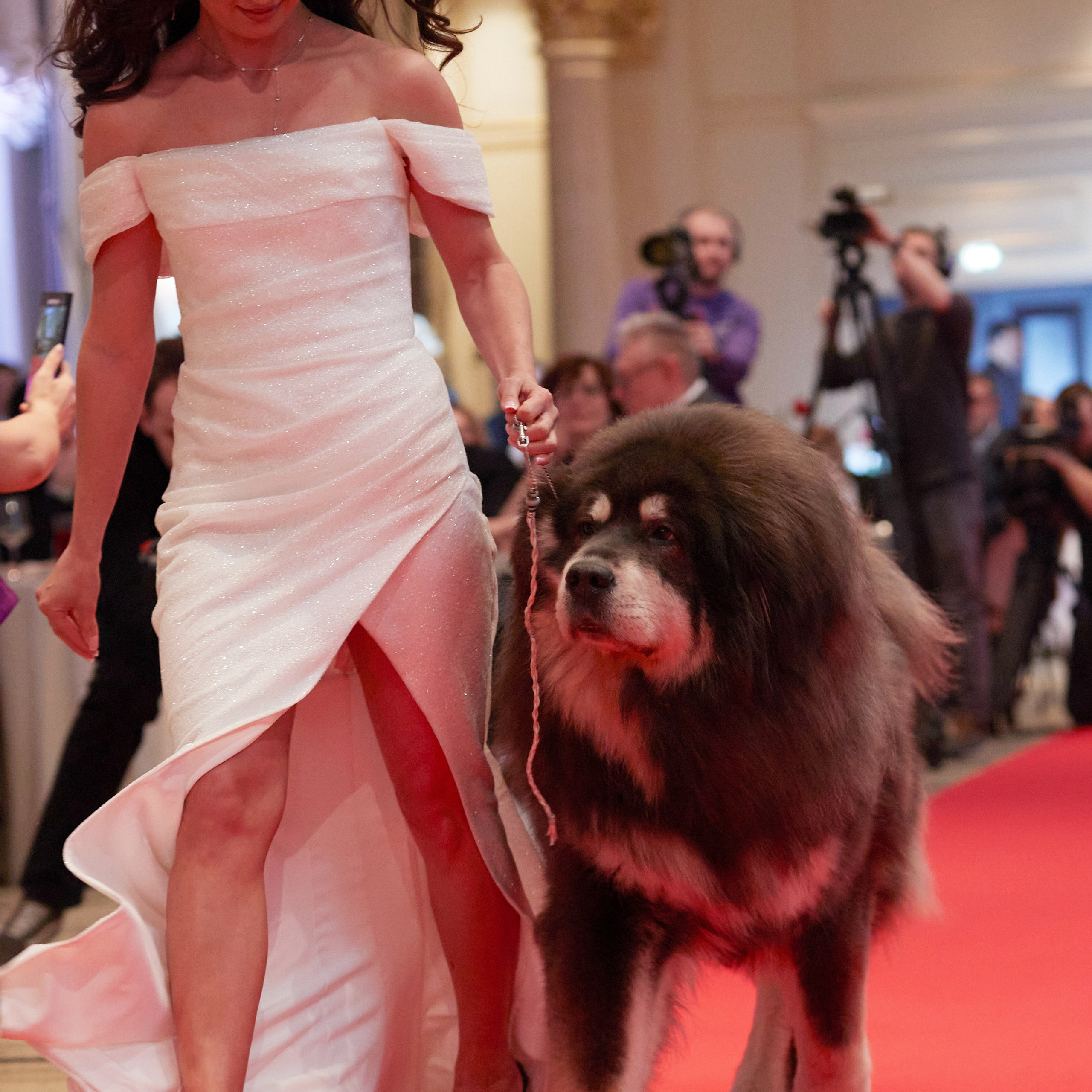 Репортаж с церемонии «BEST RUSSIAN DOG 2024». ФОТОГРАФ-АНИМАЛИСТ l LANA POLYAKOVA