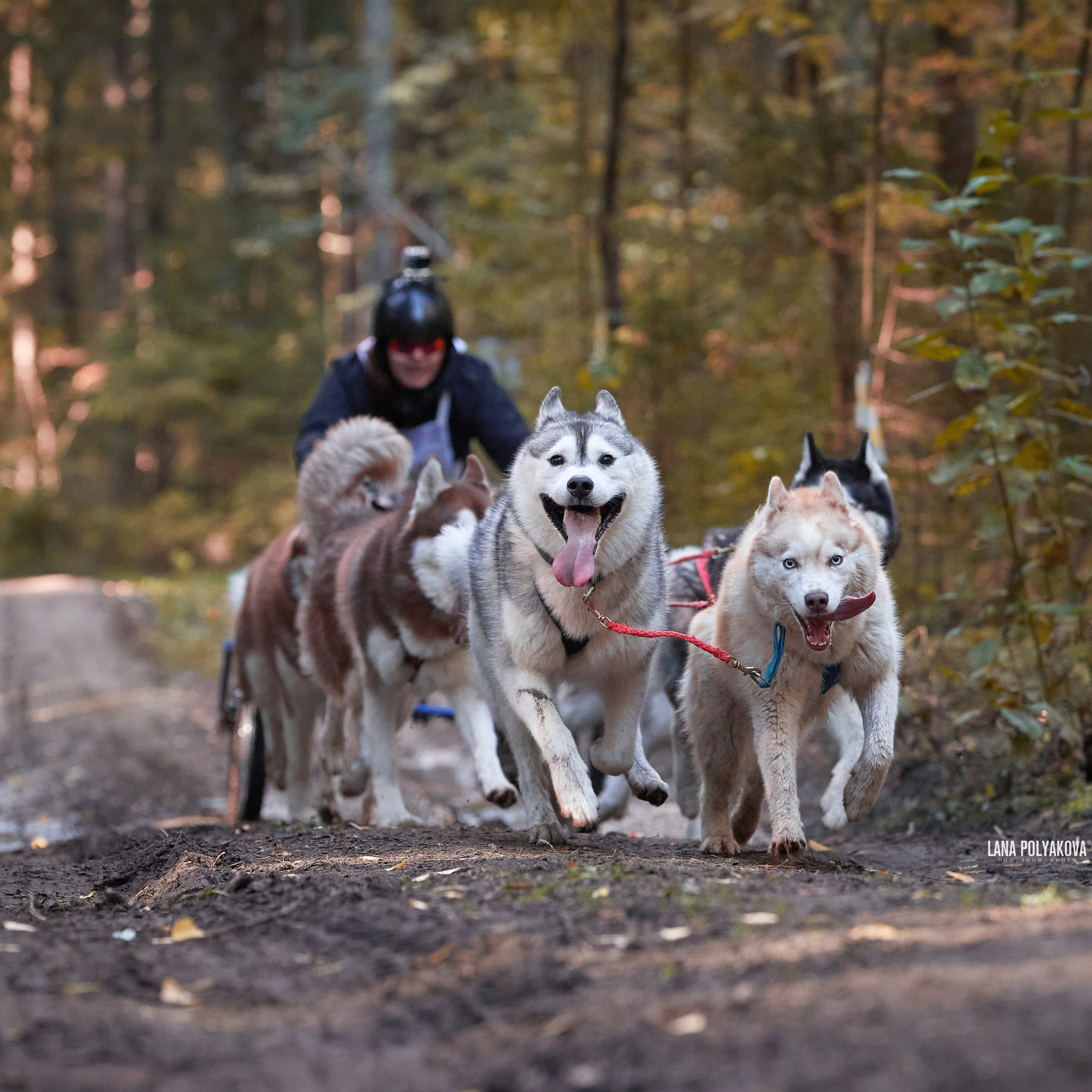 Чемпионат РКФ FCISDR 24-25.09.22. ФОТОГРАФ-АНИМАЛИСТ l LANA POLYAKOVA