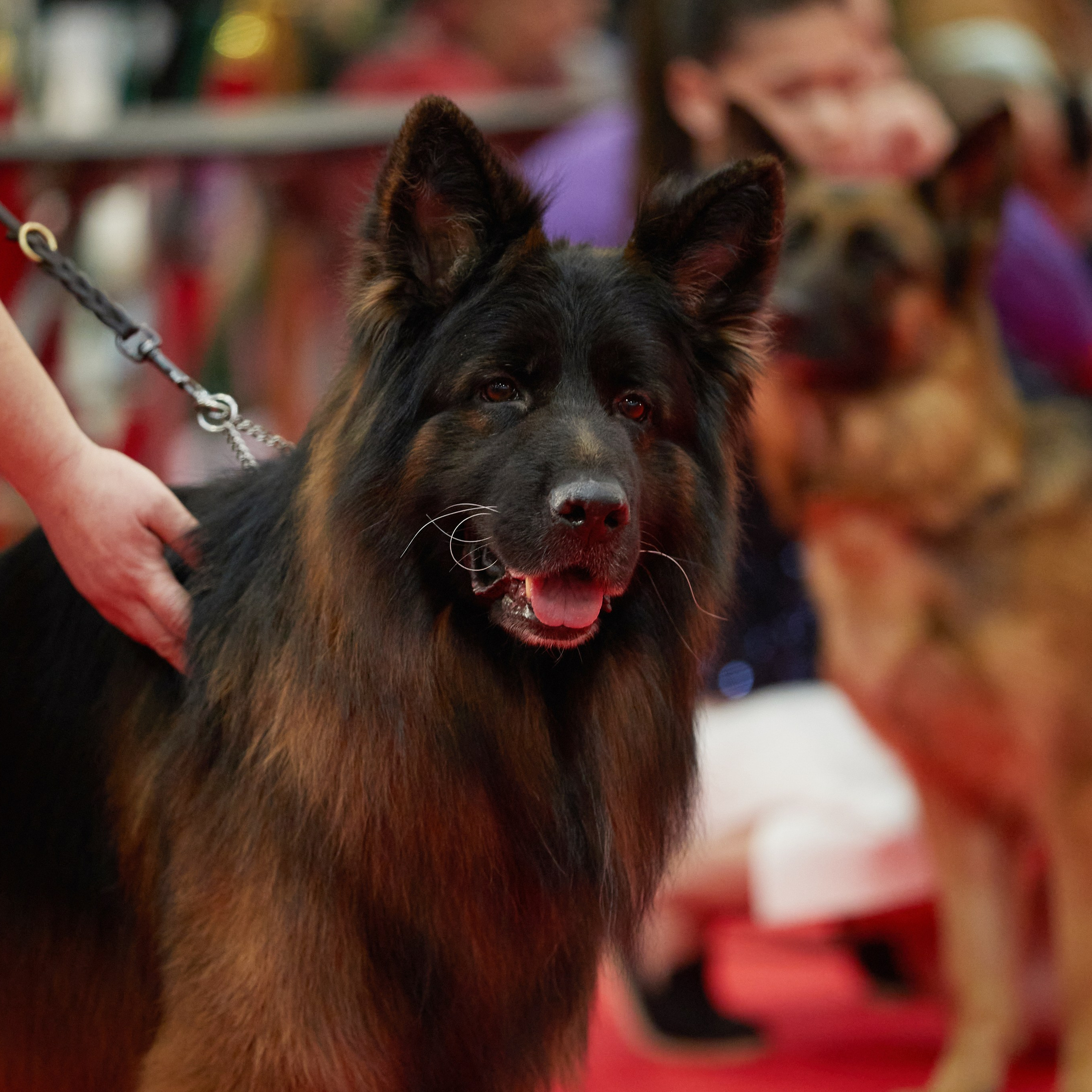 Новое шоу чемпионов «ЛУЧШИЕ СОБАКИ РОССИИ». ФОТОГРАФ-АНИМАЛИСТ l LANA POLYAKOVA