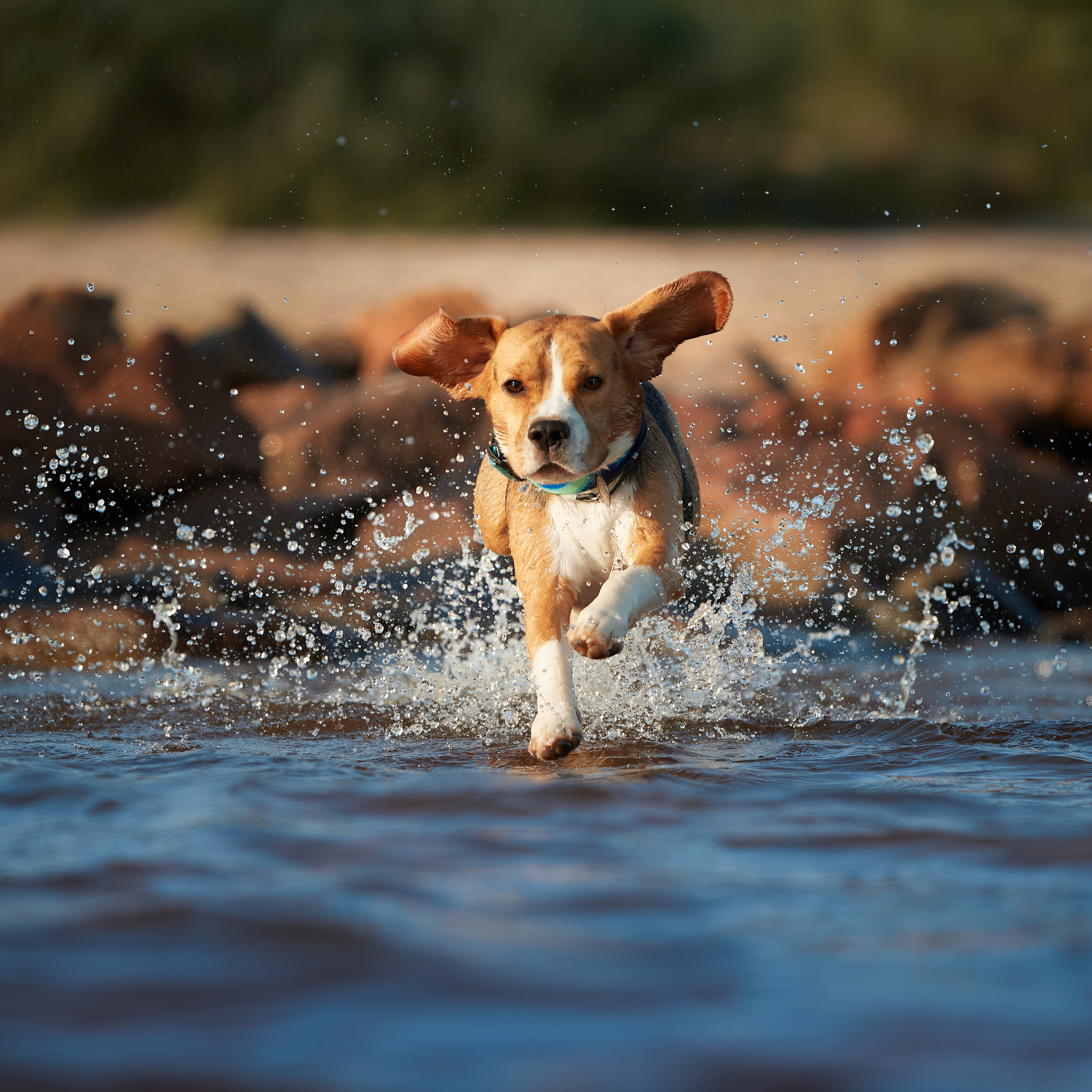 WORK-SHOP 16.07.23 завершён. ФОТОГРАФ-АНИМАЛИСТ l LANA POLYAKOVA