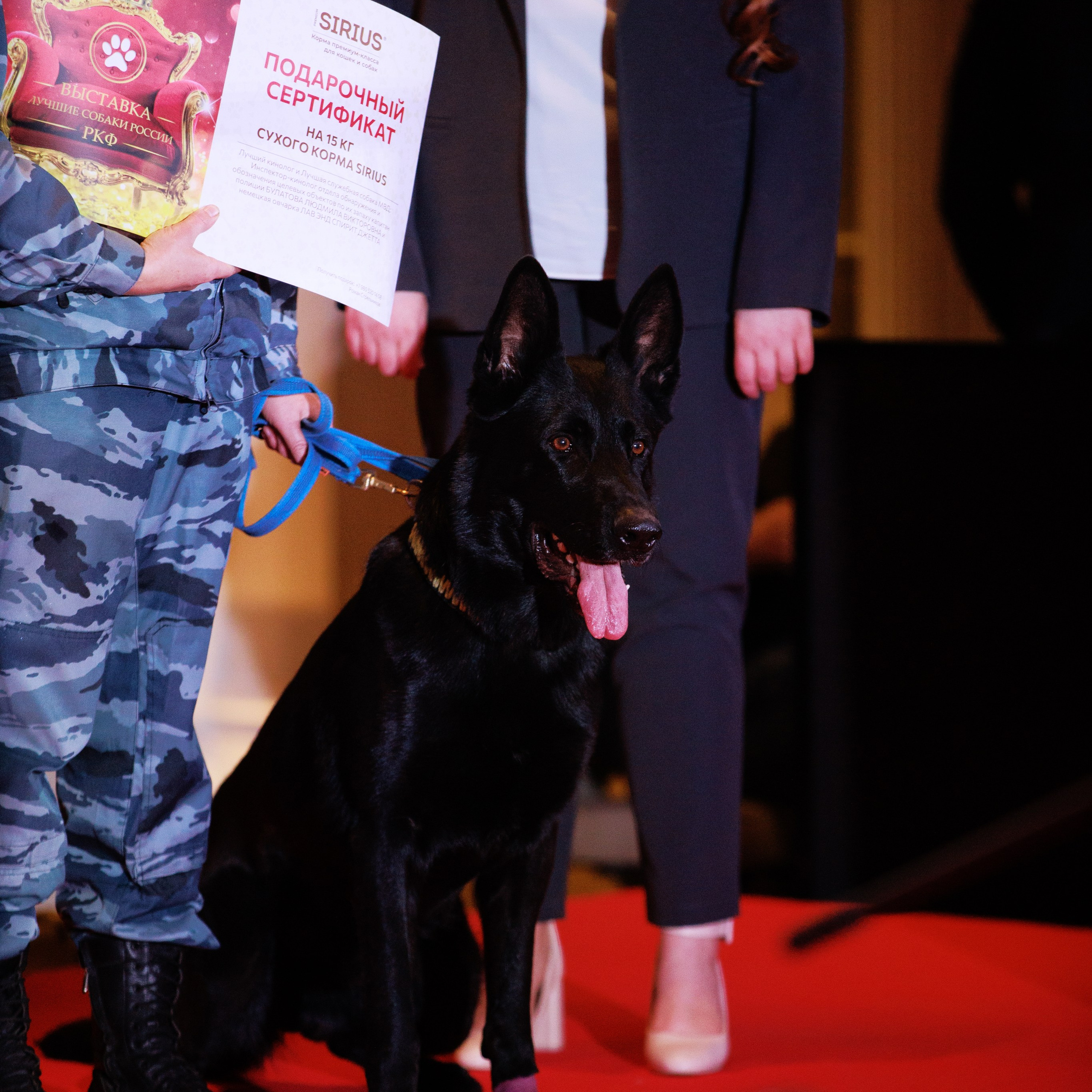 Репортаж с церемонии «BEST RUSSIAN DOG 2024». ФОТОГРАФ-АНИМАЛИСТ l LANA POLYAKOVA