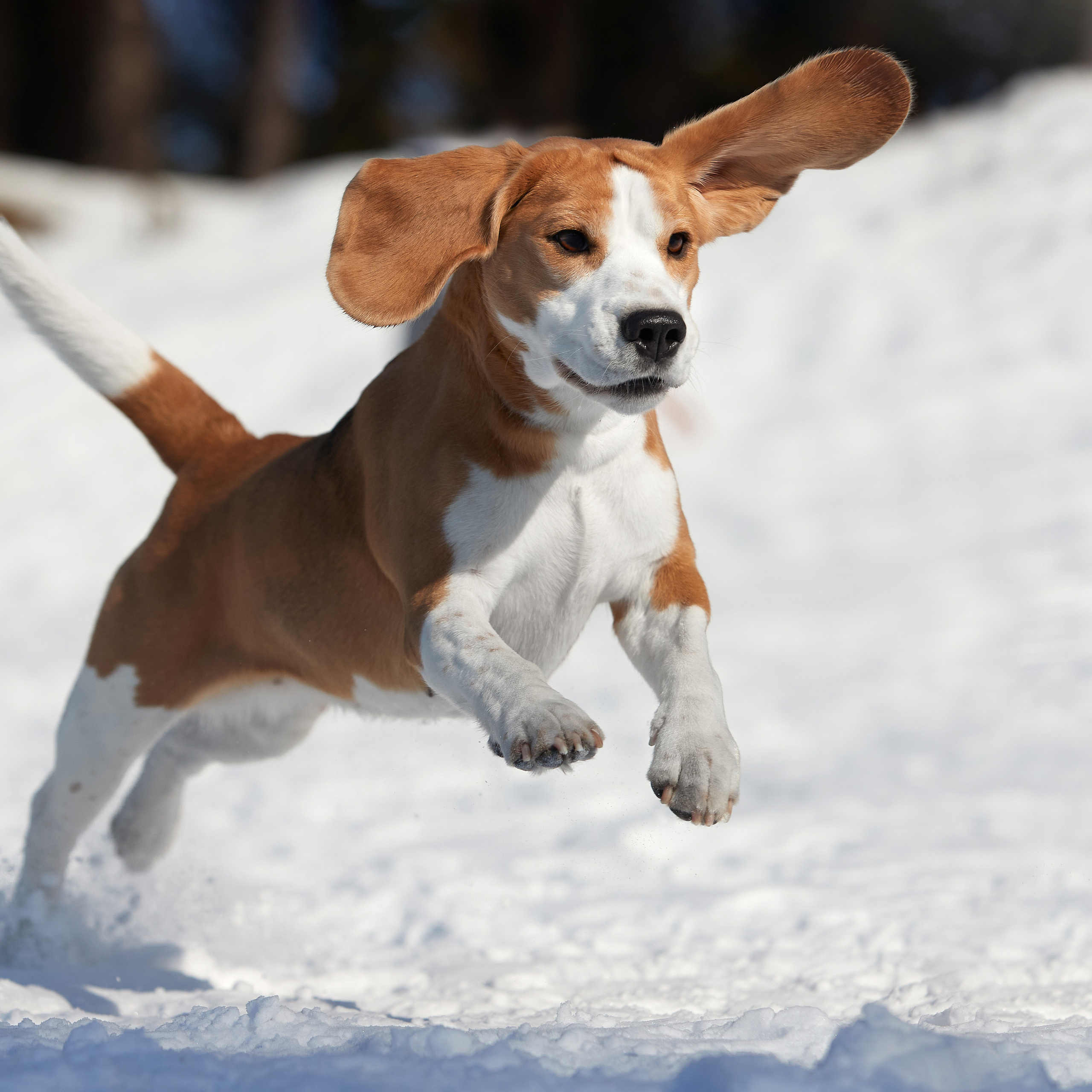 Зимний Workshop и фотосъемки на Байкале. ФОТОГРАФ-АНИМАЛИСТ l LANA POLYAKOVA