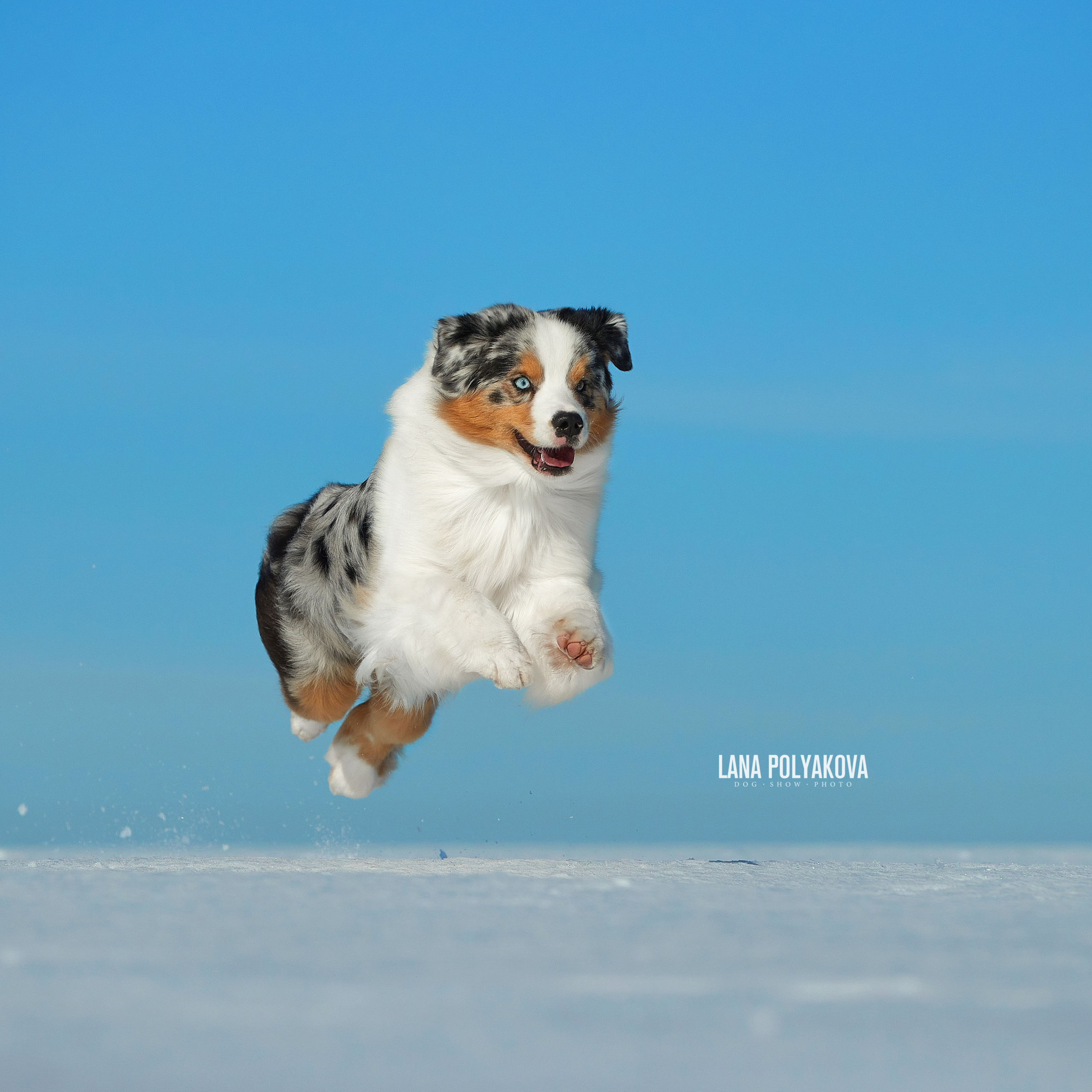 Съешь ещё этих мягких французских булок да выпей чаю. ФОТОГРАФ-АНИМАЛИСТ l LANA POLYAKOVA