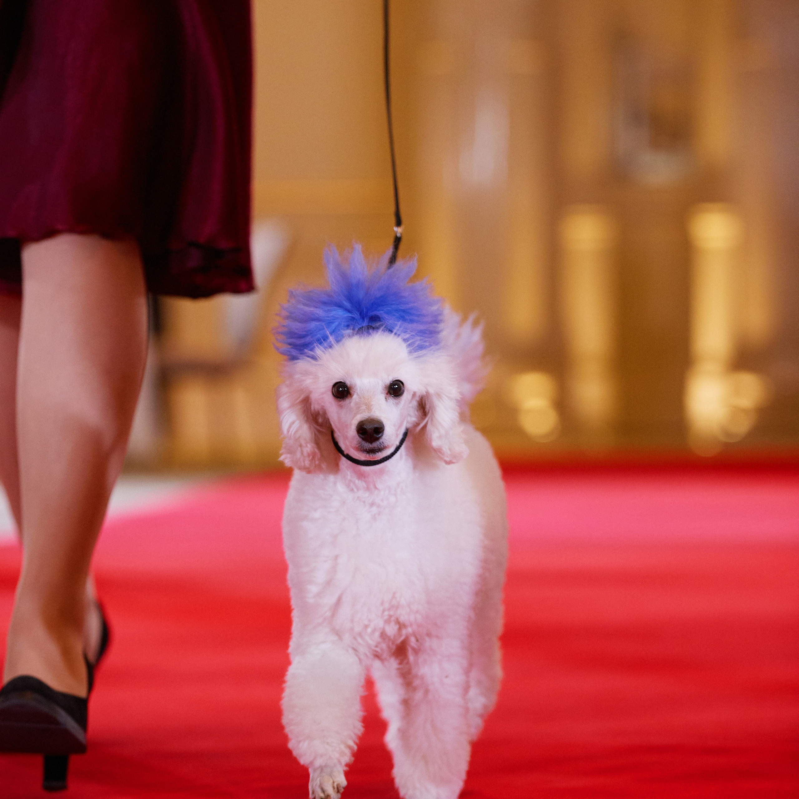 Репортаж с церемонии «BEST RUSSIAN DOG 2021». ФОТОГРАФ-АНИМАЛИСТ l LANA POLYAKOVA
