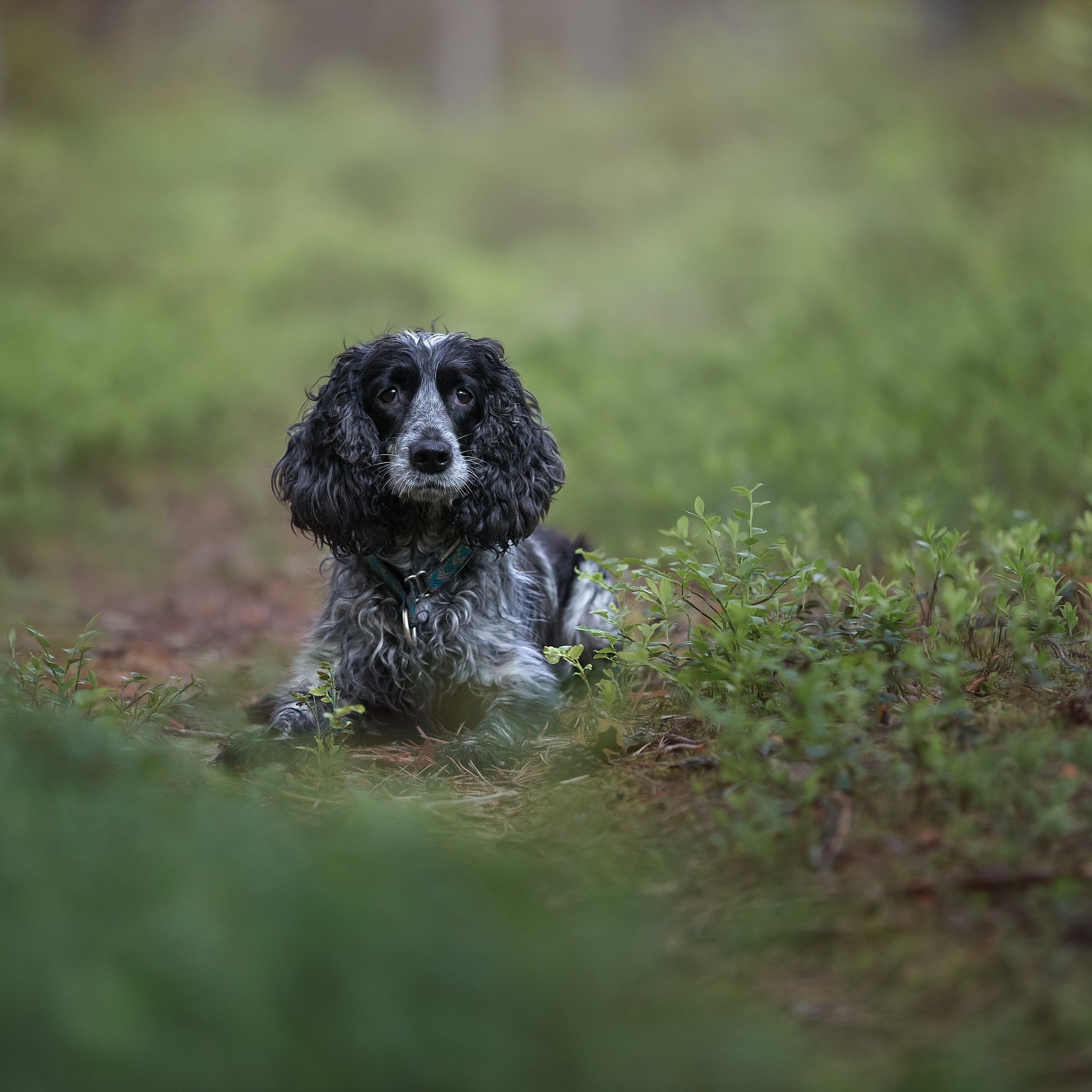 Фотопрогулка в Карелии. ФОТОГРАФ-АНИМАЛИСТ l LANA POLYAKOVA