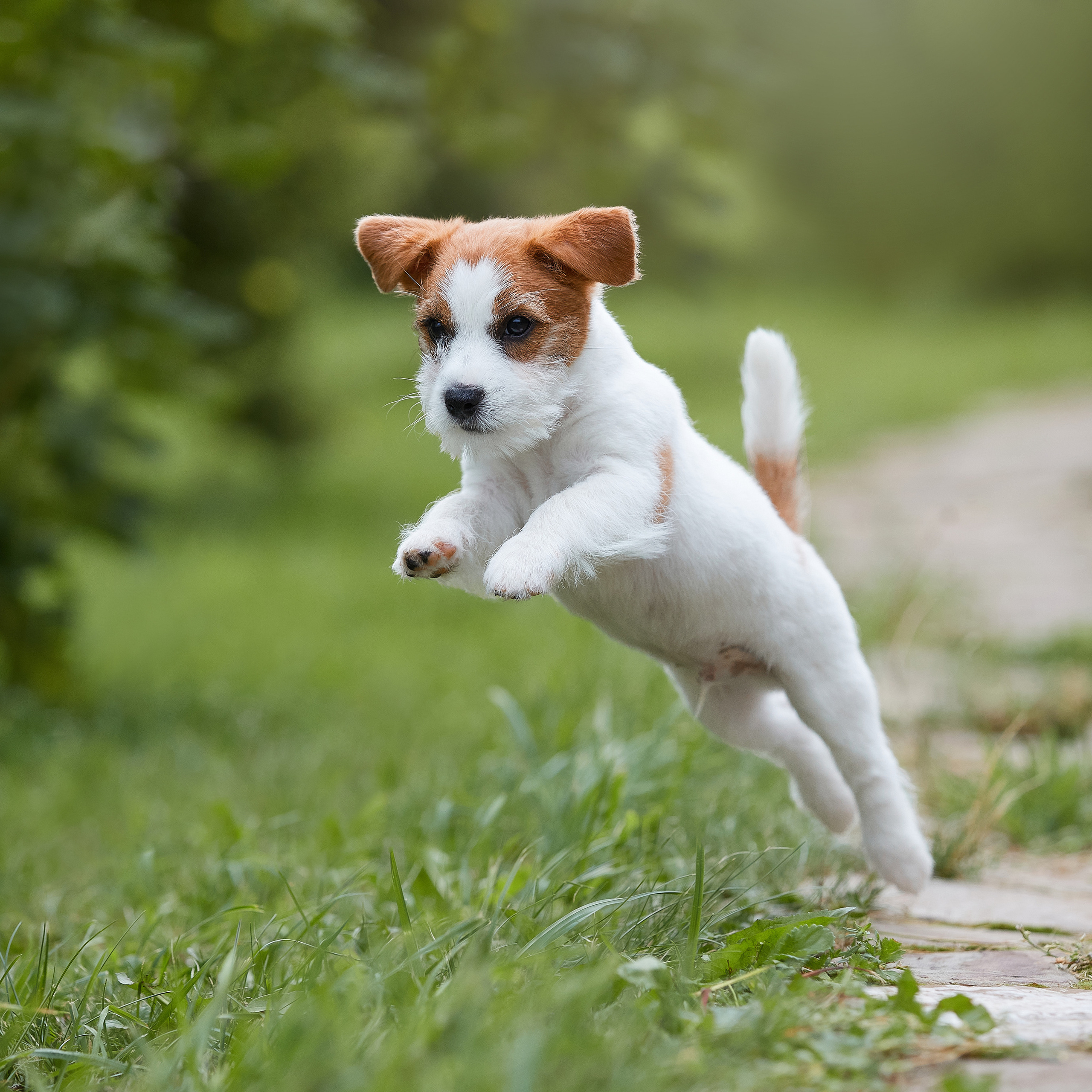 Джеки спешат на помощь!. ФОТОГРАФ-АНИМАЛИСТ l LANA POLYAKOVA