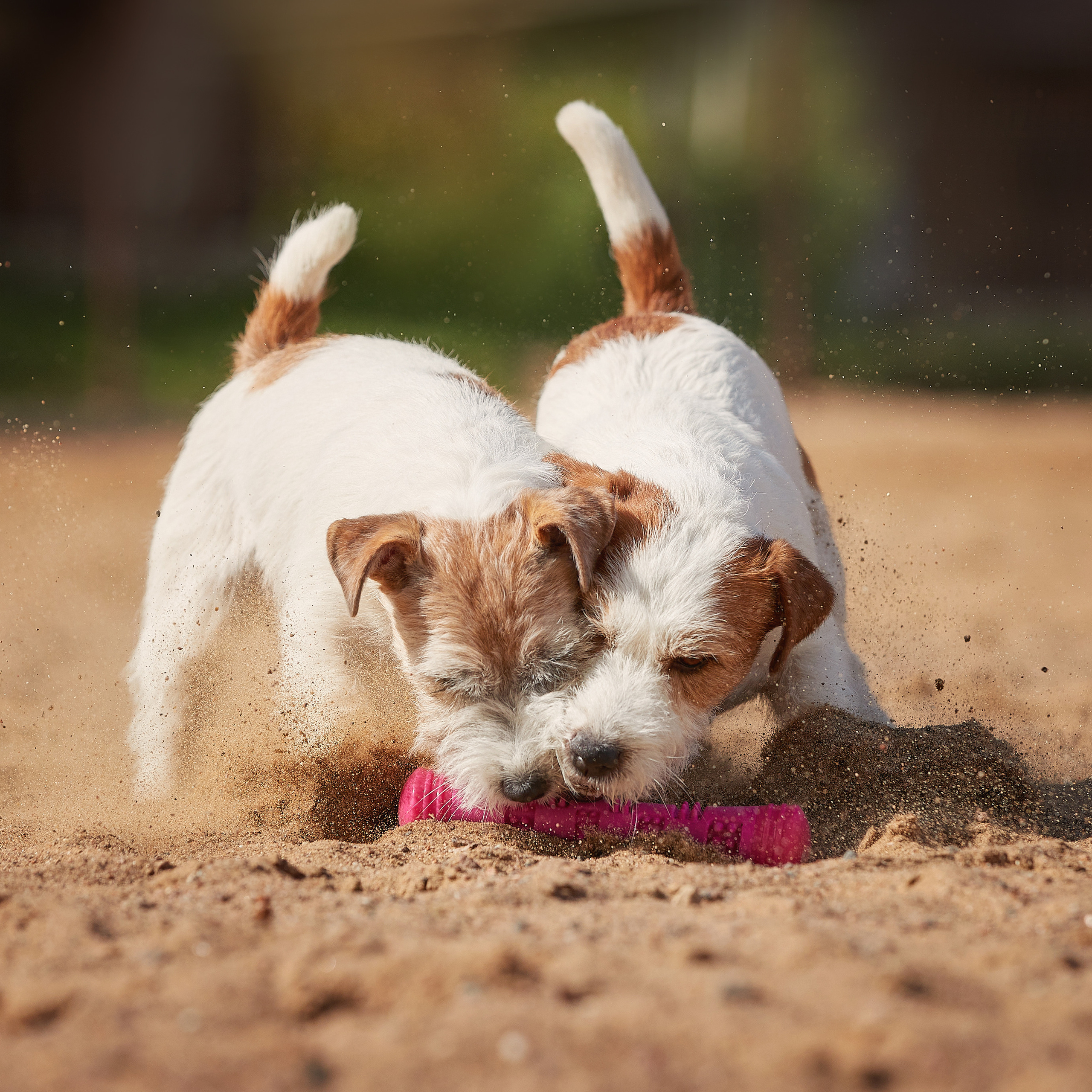 Джеки спешат на помощь!. ФОТОГРАФ-АНИМАЛИСТ l LANA POLYAKOVA