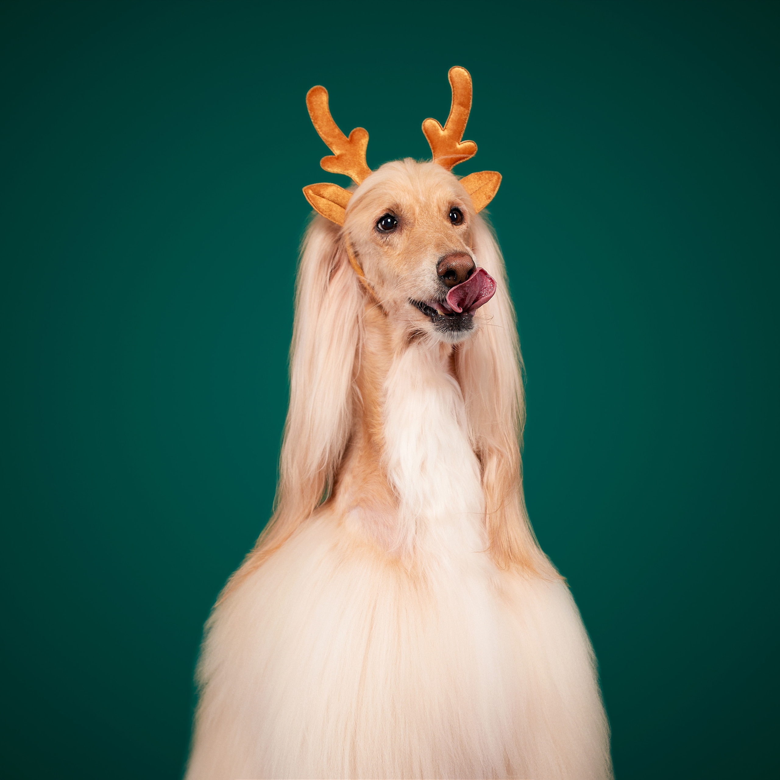 Новогодние съемки в студии уже начались. ФОТОГРАФ-АНИМАЛИСТ l LANA POLYAKOVA