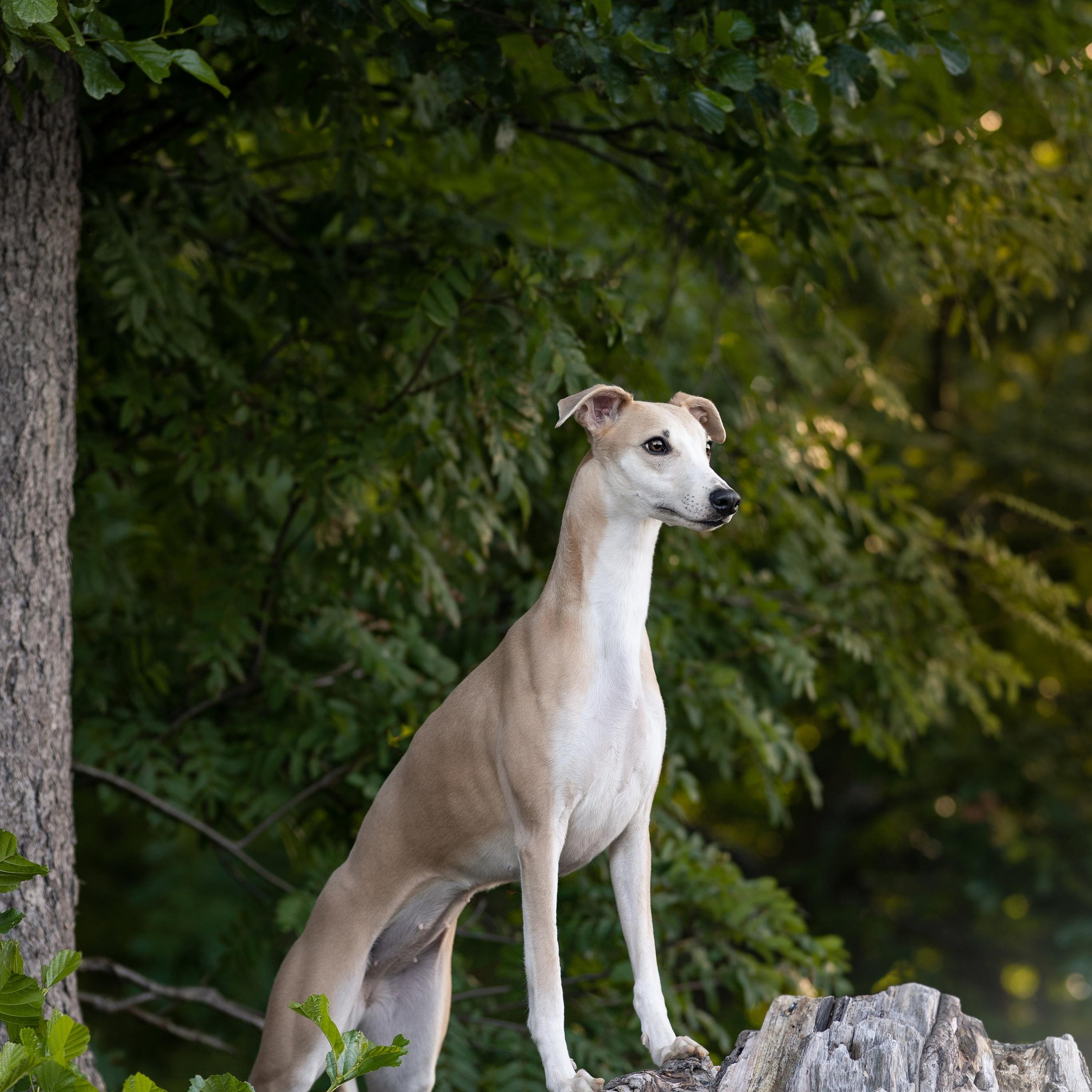 WORK-SHOP 16.07.23 завершён. ФОТОГРАФ-АНИМАЛИСТ l LANA POLYAKOVA