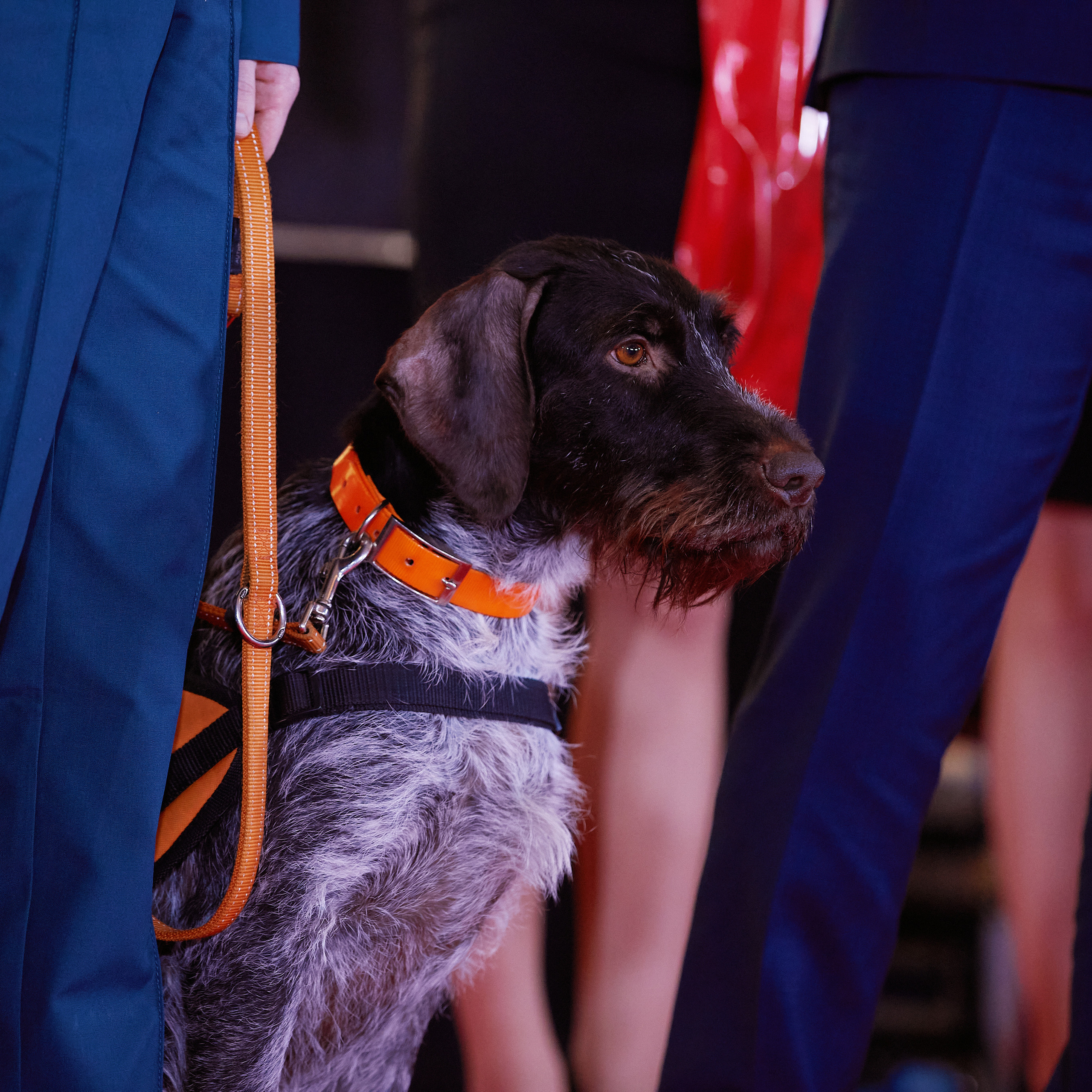 Репортаж с церемонии «BEST RUSSIAN DOG 2021». ФОТОГРАФ-АНИМАЛИСТ l LANA POLYAKOVA