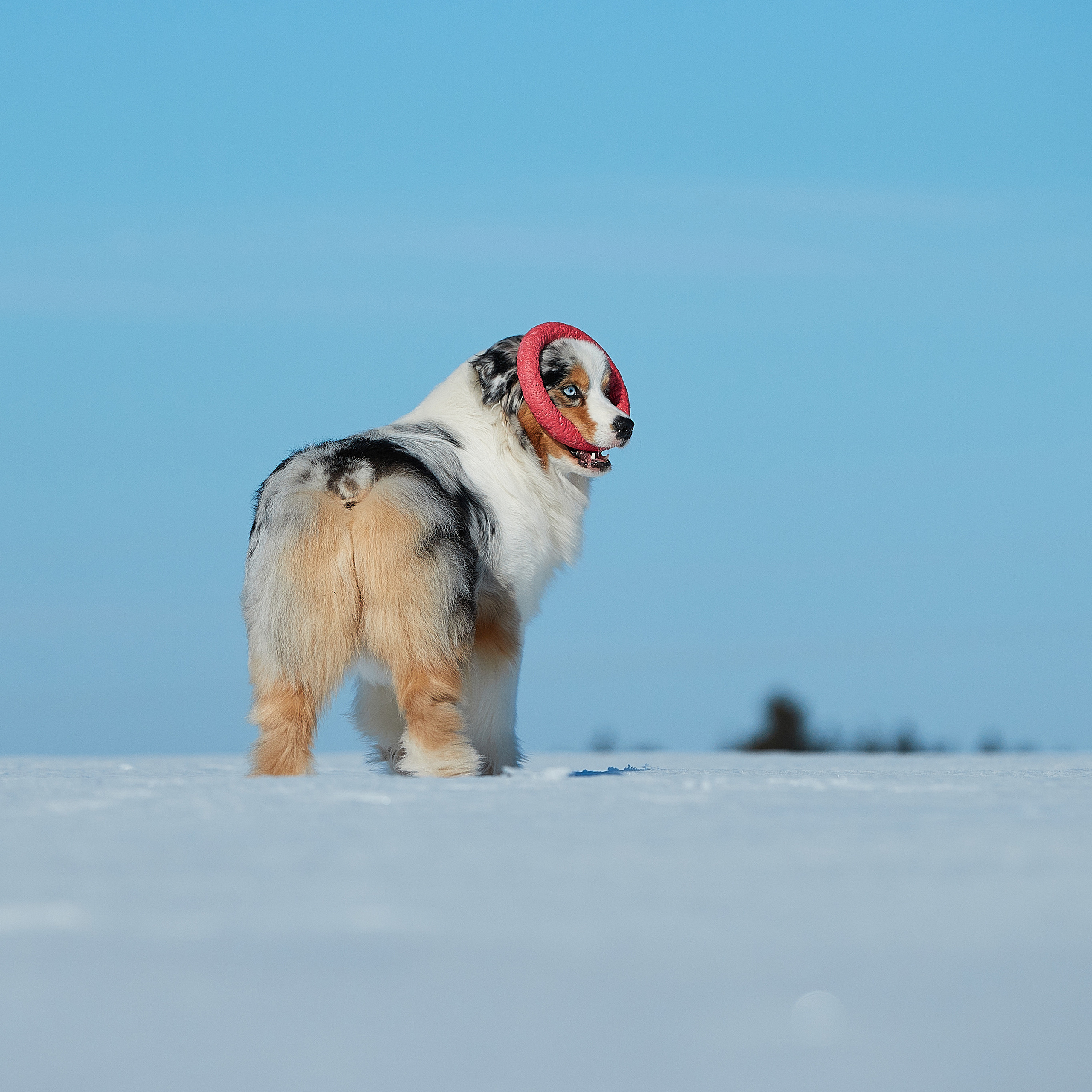 Съешь ещё этих мягких французских булок да выпей чаю. ФОТОГРАФ-АНИМАЛИСТ l LANA POLYAKOVA