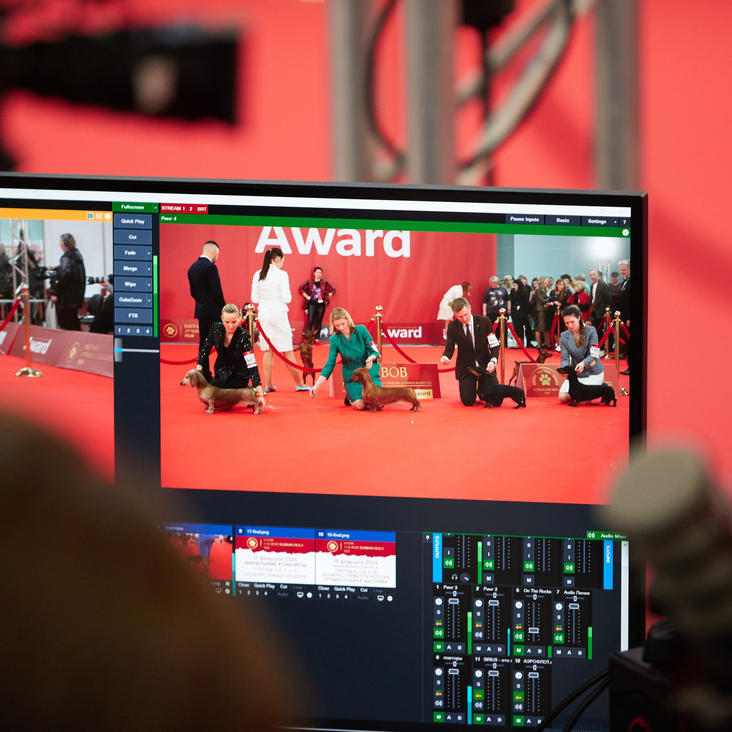 Новое шоу чемпионов «ЛУЧШИЕ СОБАКИ РОССИИ». ФОТОГРАФ-АНИМАЛИСТ l LANA POLYAKOVA