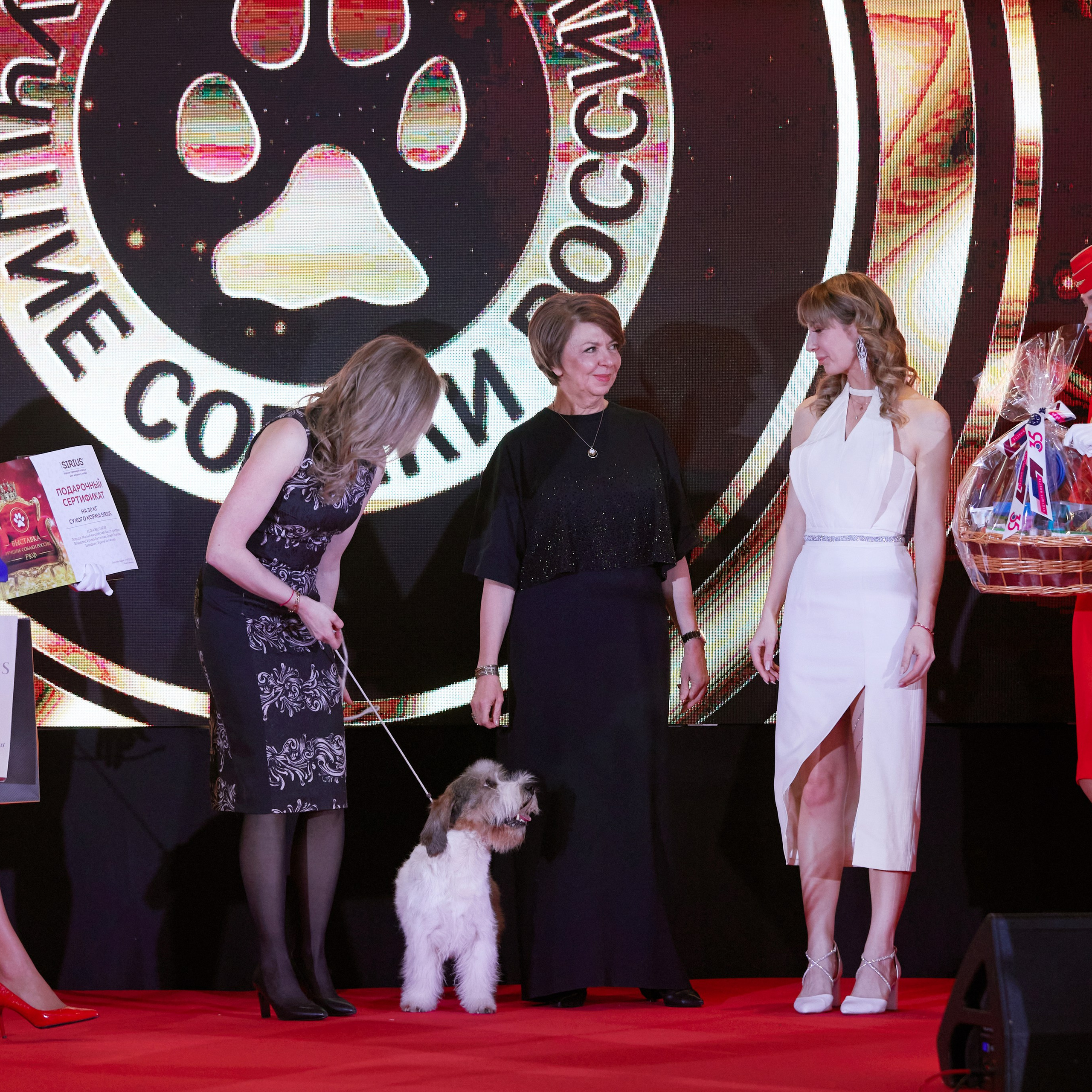 Репортаж с церемонии «BEST RUSSIAN DOG 2024». ФОТОГРАФ-АНИМАЛИСТ l LANA POLYAKOVA