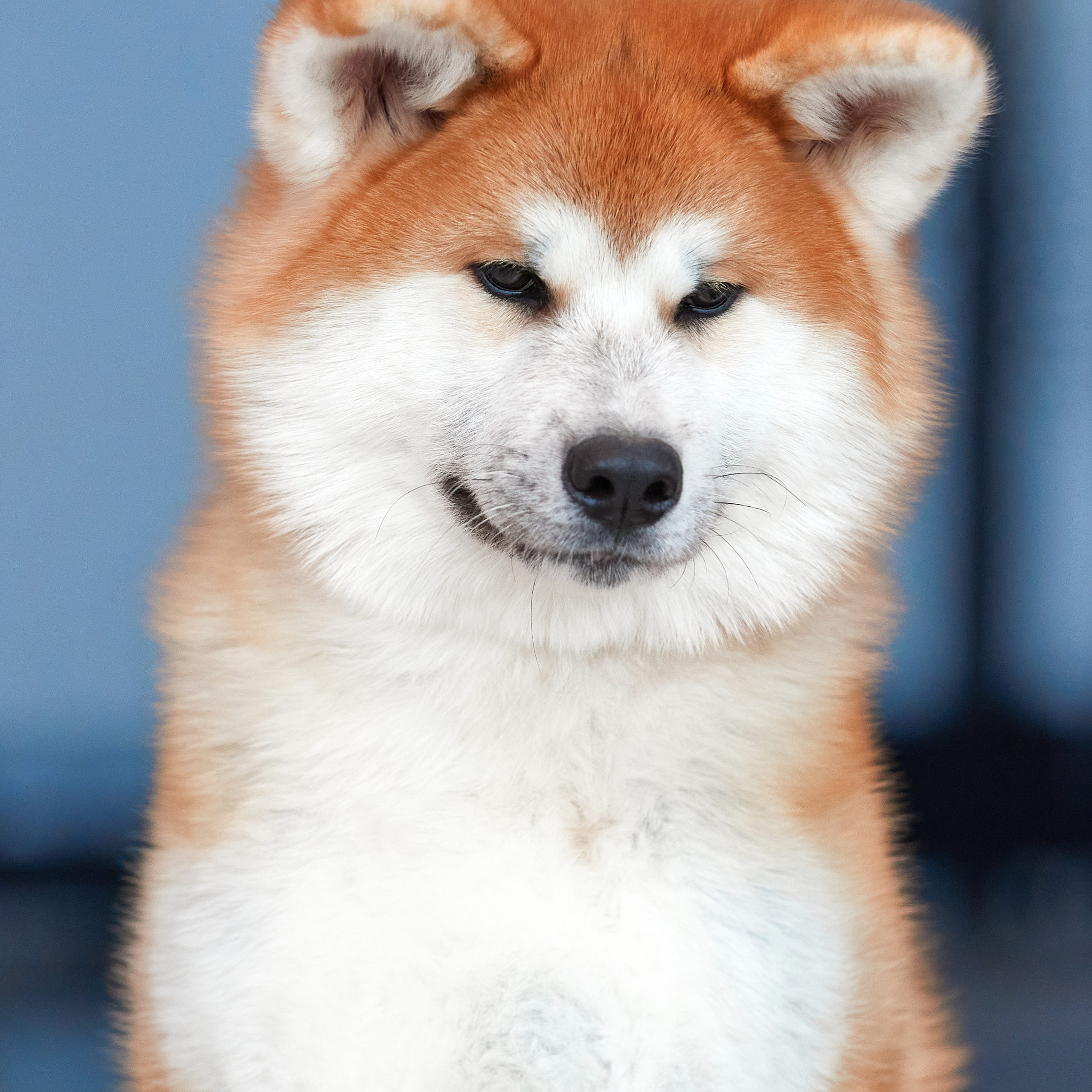 Репортаж 3*CACIB в Санкт-Петербурге. ФОТОГРАФ-АНИМАЛИСТ l LANA POLYAKOVA