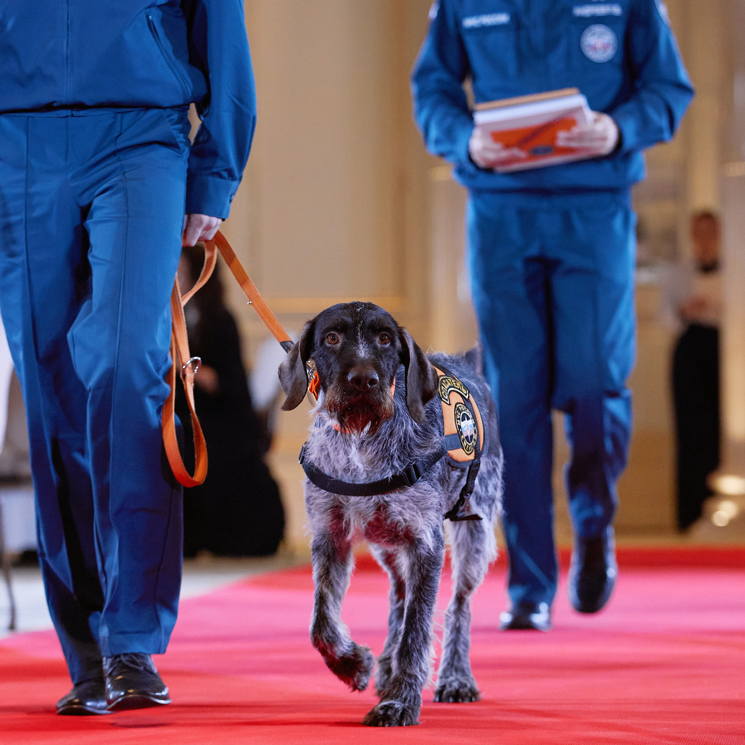 Репортаж с церемонии «BEST RUSSIAN DOG 2021». ФОТОГРАФ-АНИМАЛИСТ l LANA POLYAKOVA