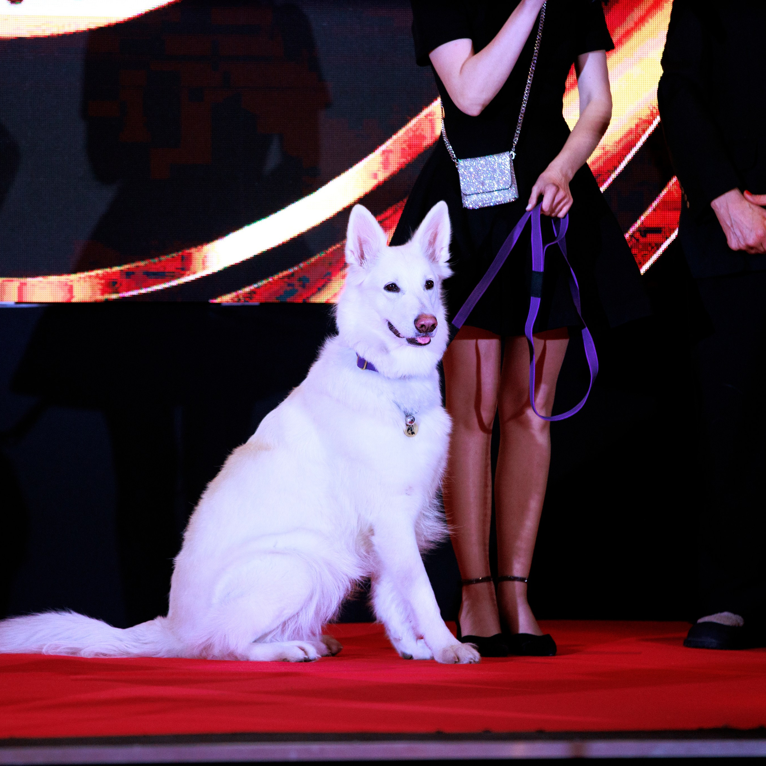 Репортаж с церемонии «BEST RUSSIAN DOG 2024». ФОТОГРАФ-АНИМАЛИСТ l LANA POLYAKOVA