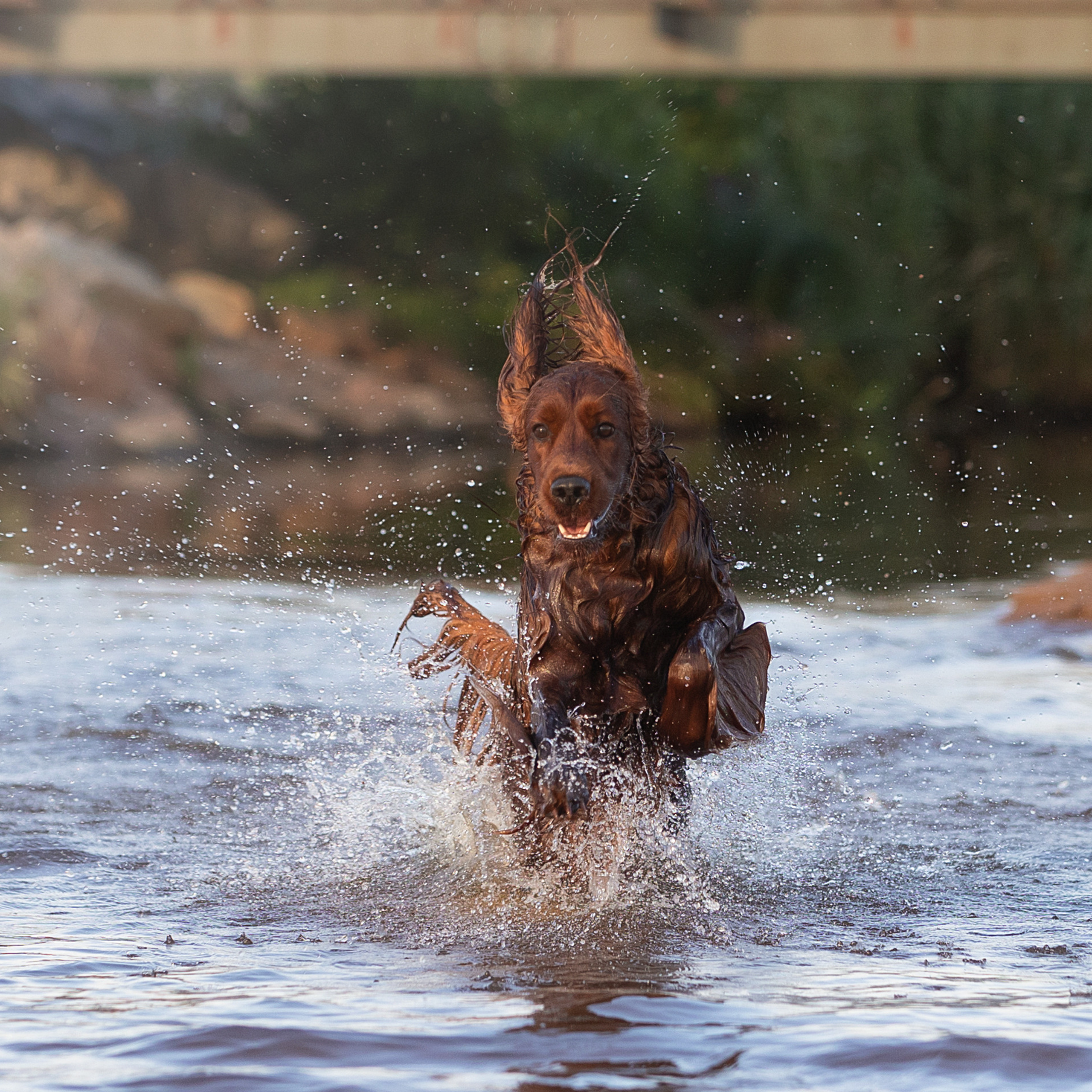 WORK-SHOP 16.07.23 завершён. ФОТОГРАФ-АНИМАЛИСТ l LANA POLYAKOVA