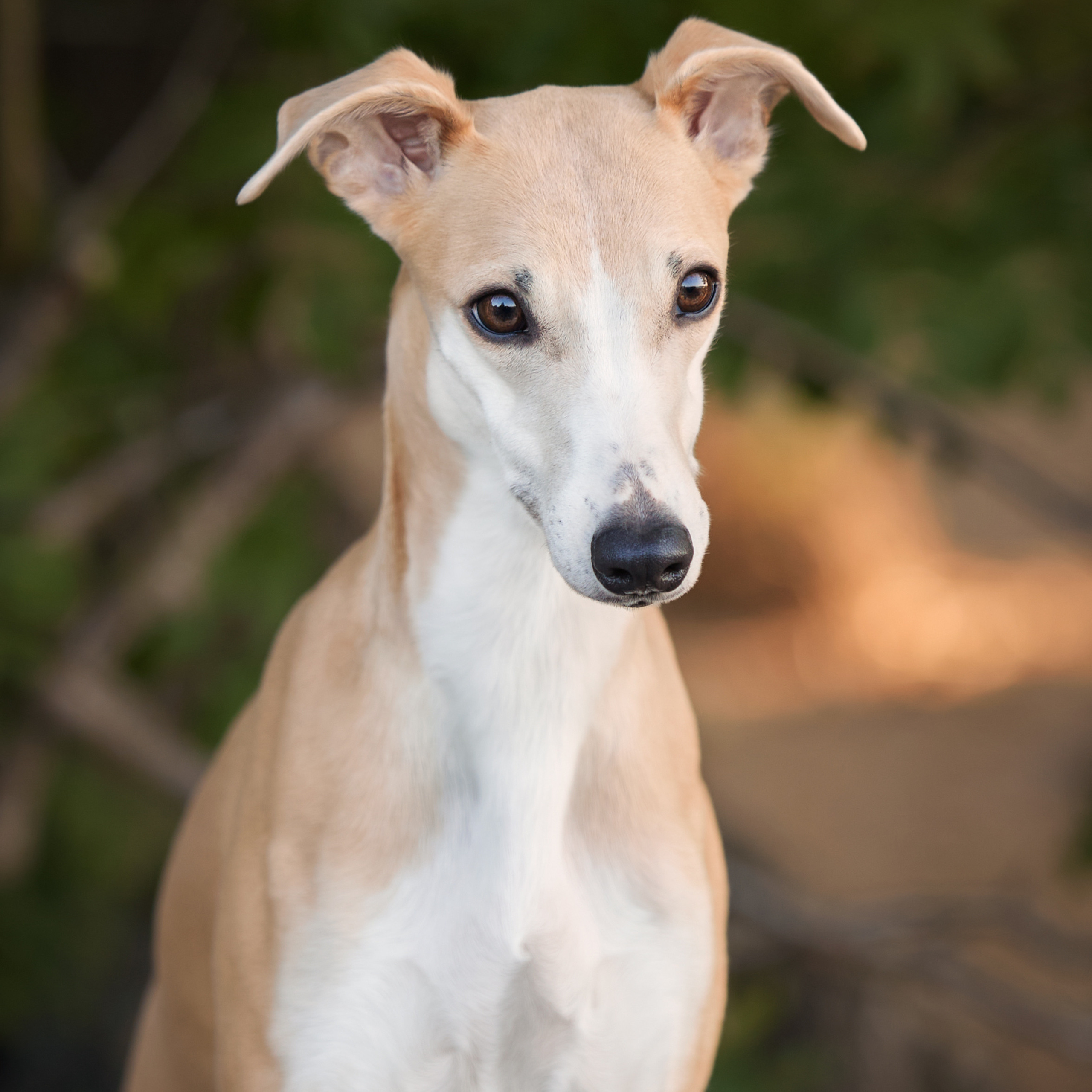 WORK-SHOP 16.07.23 завершён. ФОТОГРАФ-АНИМАЛИСТ l LANA POLYAKOVA