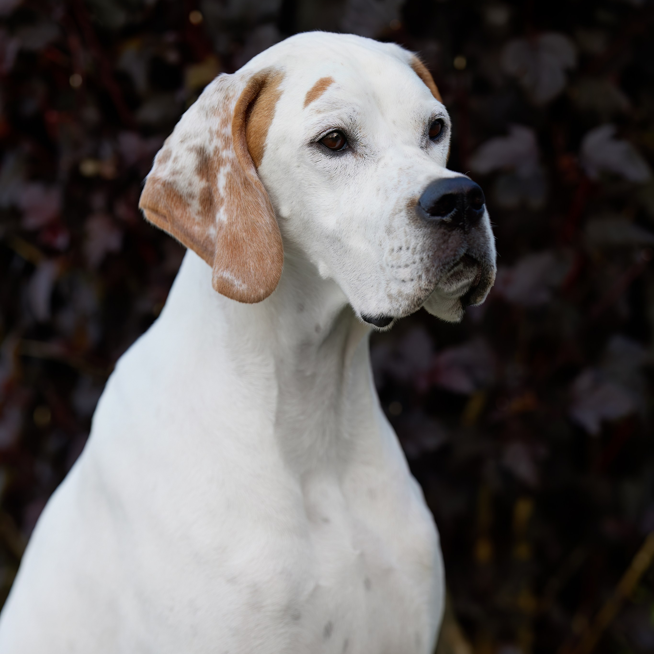 ВЫСТАВКА СОБАК ВСЕХ ПОРОД С ОСОБЫМ СТАТУСОМ «БЕЛЫЕ НОЧИ-2025». ФОТОГРАФ-АНИМАЛИСТ l LANA POLYAKOVA