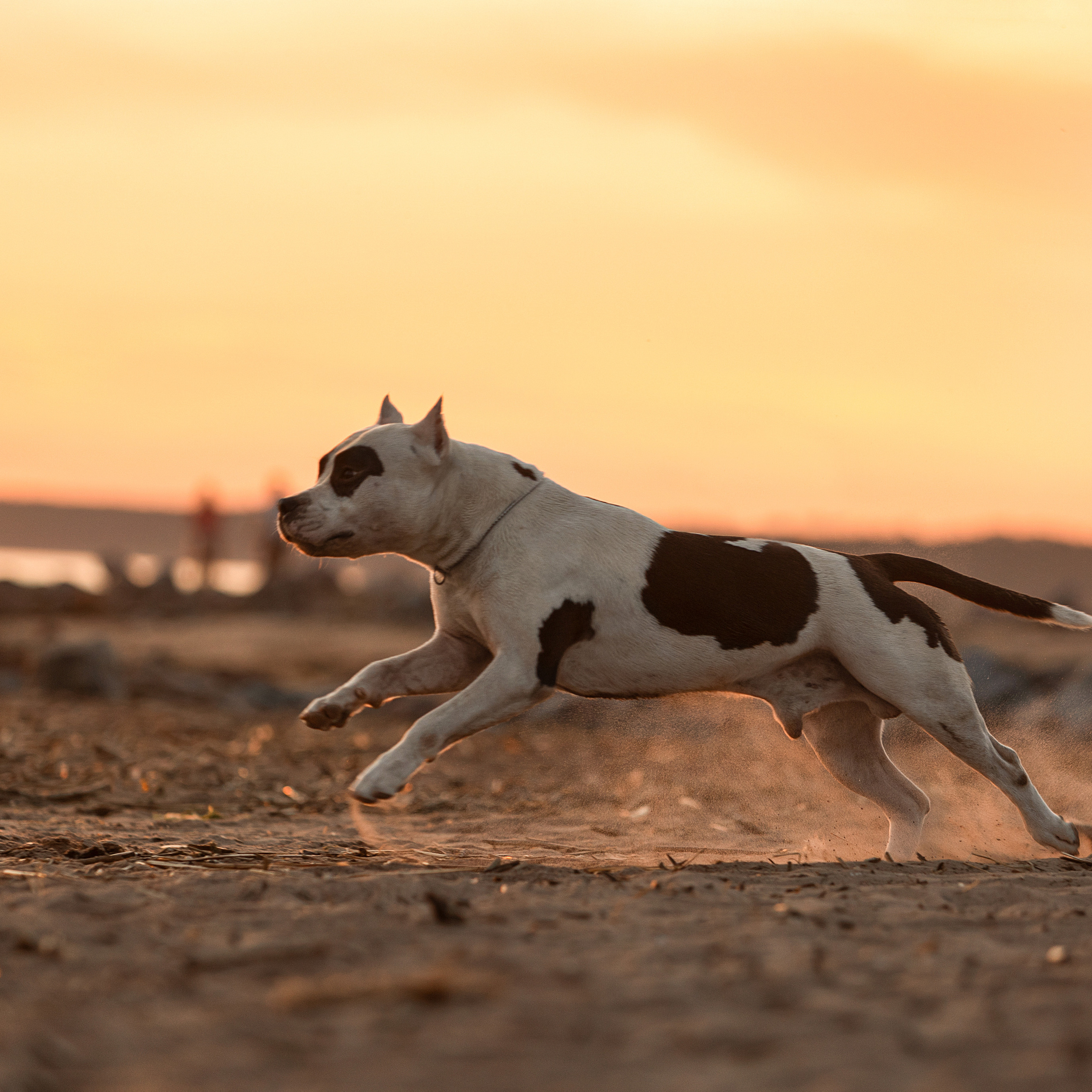 WORK-SHOP 16.07.23 завершён. ФОТОГРАФ-АНИМАЛИСТ l LANA POLYAKOVA
