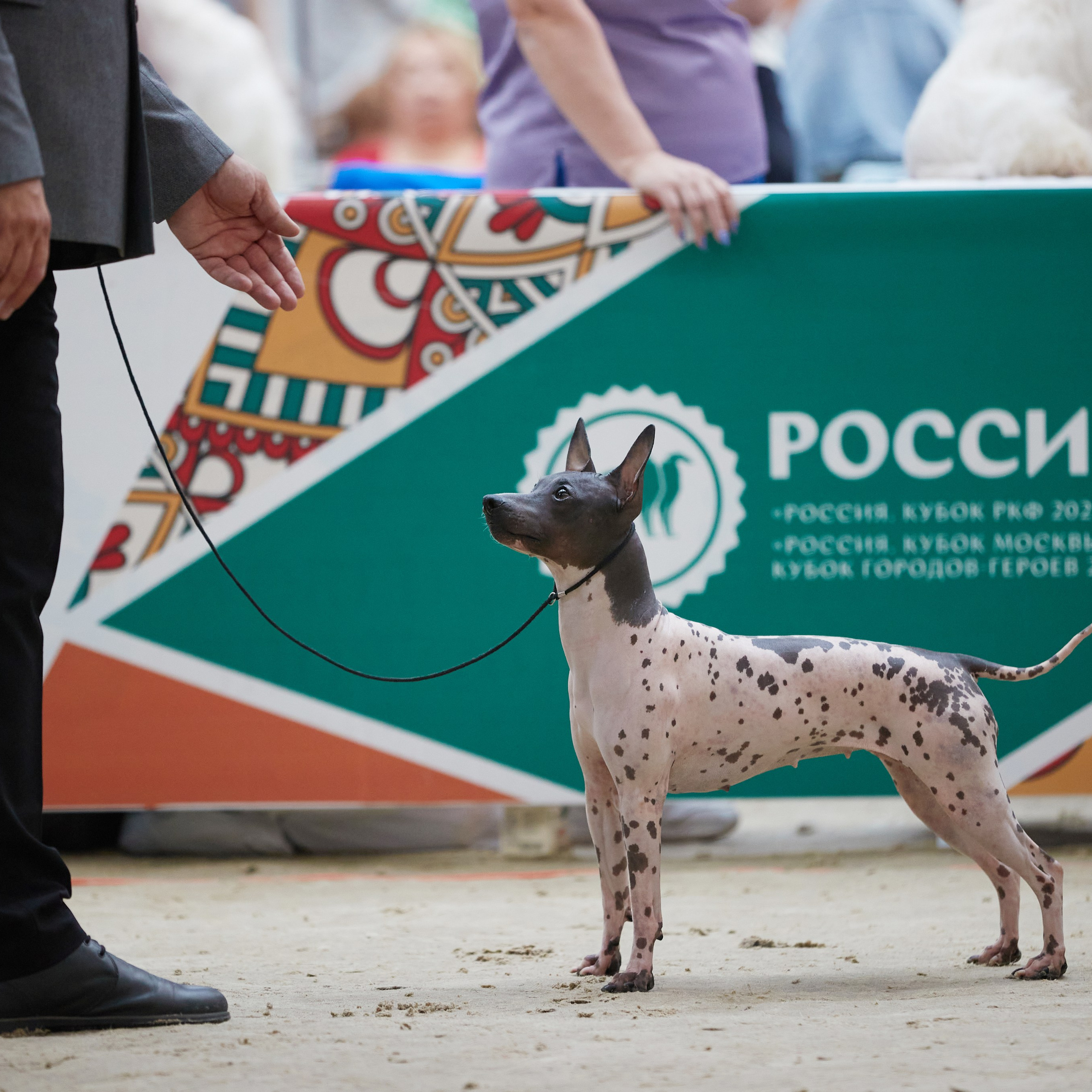 «Россия. Кубок РКФ 2024» и «Россия. Кубок Москвы 2024». ФОТОГРАФ-АНИМАЛИСТ l LANA POLYAKOVA