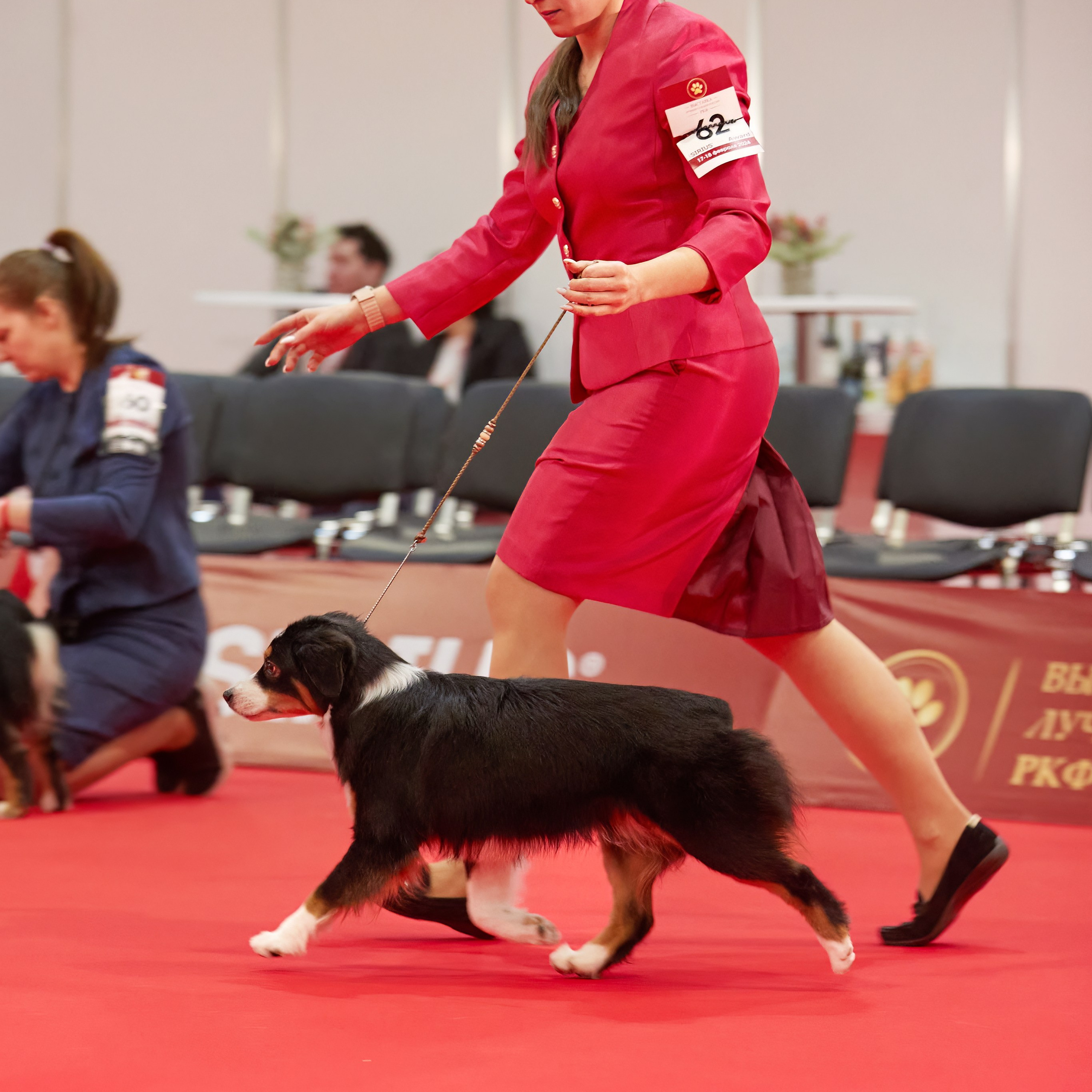 Новое шоу чемпионов «ЛУЧШИЕ СОБАКИ РОССИИ». ФОТОГРАФ-АНИМАЛИСТ l LANA POLYAKOVA