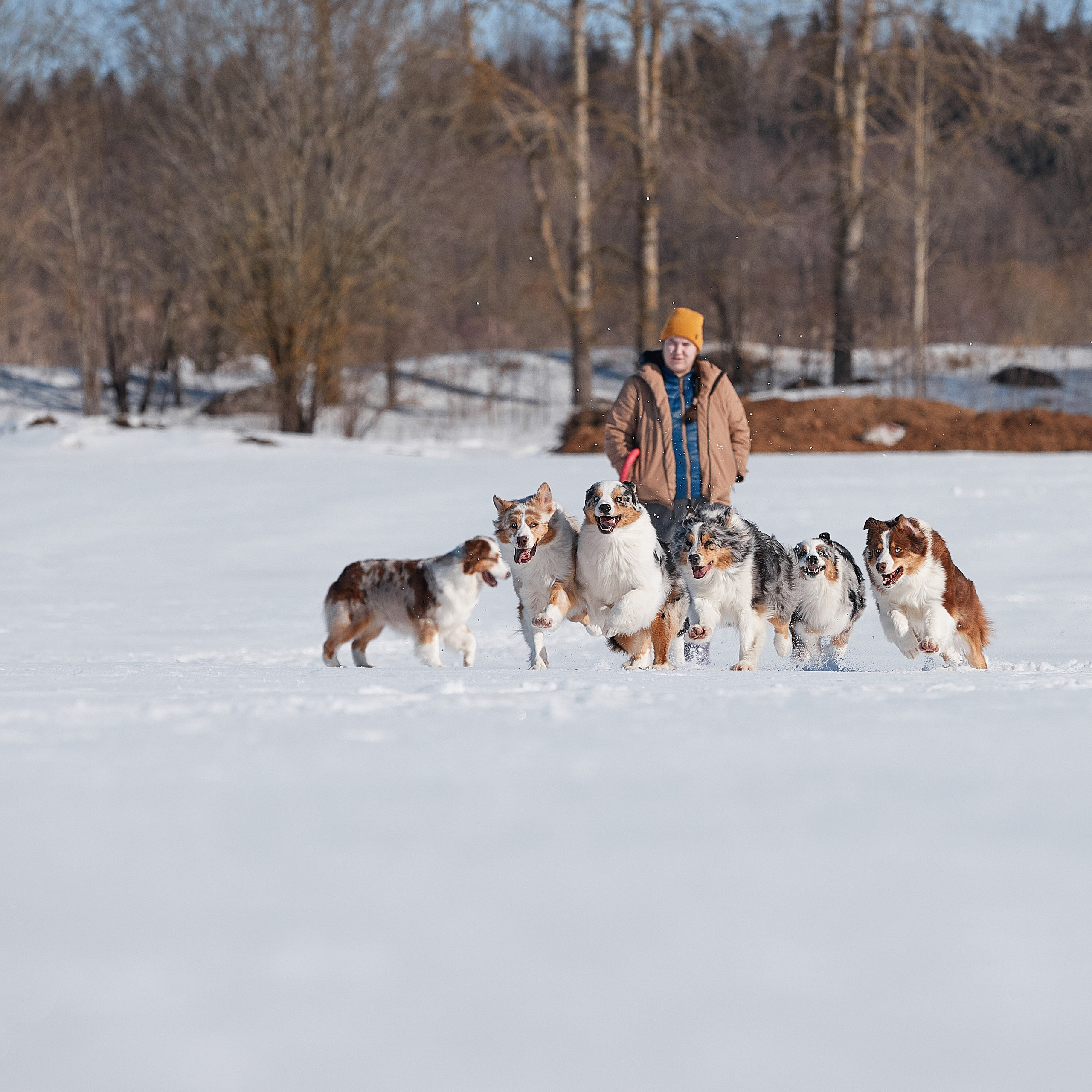 Съешь ещё этих мягких французских булок да выпей чаю. ФОТОГРАФ-АНИМАЛИСТ l LANA POLYAKOVA
