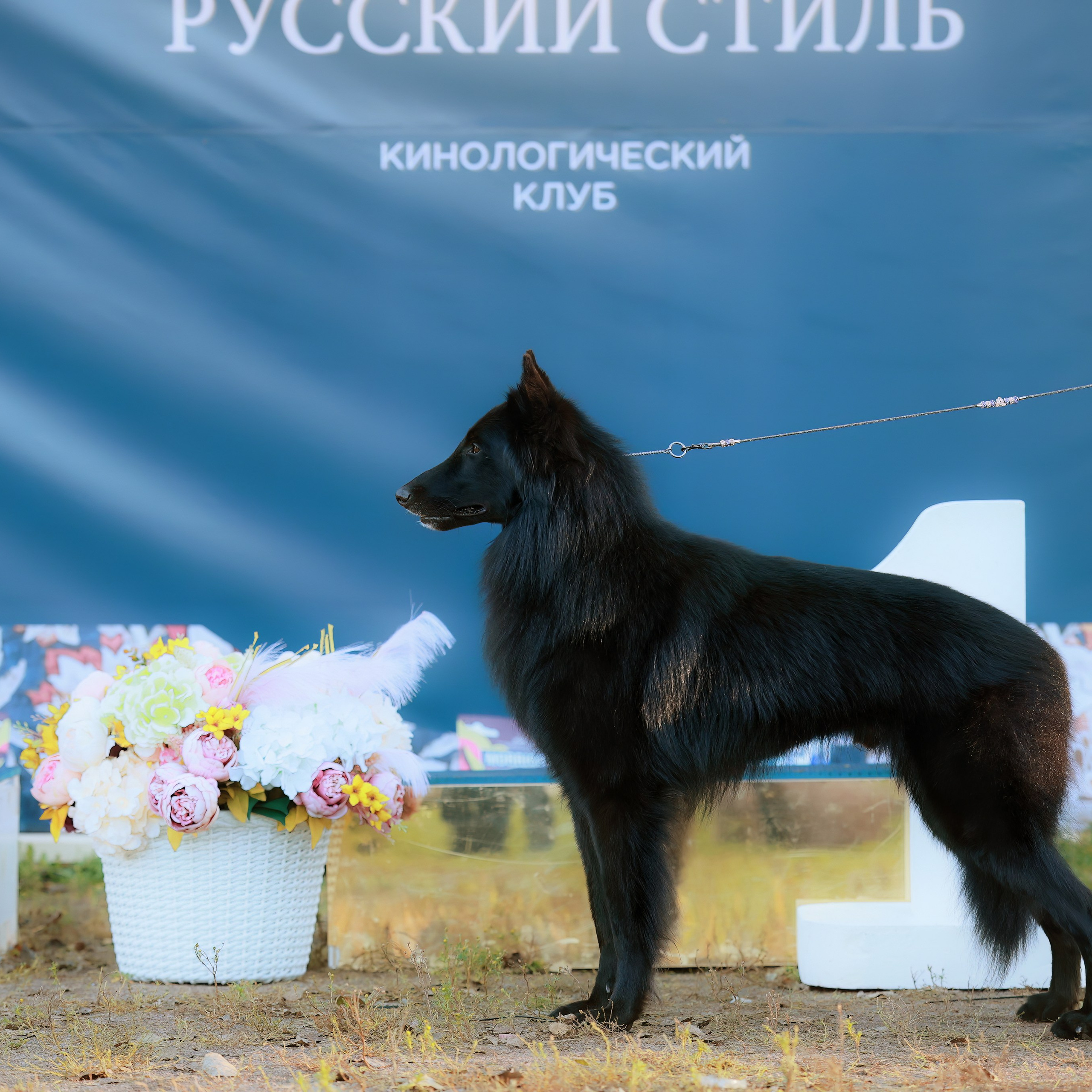 27-28.09.2025 ВЫСТАВКИ СОБАК ВСЕХ ПОРОД (САС, ЧРКФ, ЧФ). ФОТОГРАФ-АНИМАЛИСТ l LANA POLYAKOVA