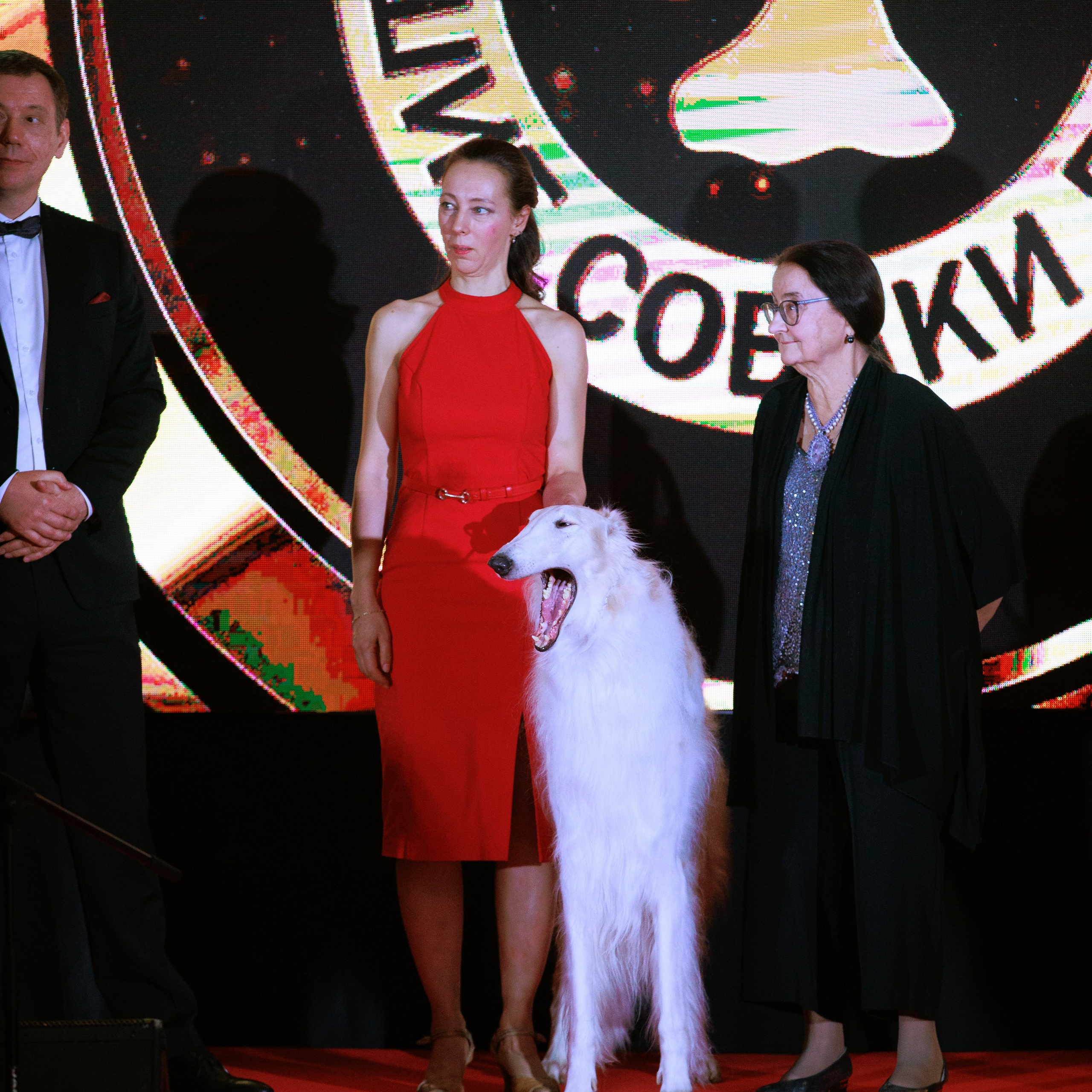 Репортаж с церемонии «BEST RUSSIAN DOG 2024». ФОТОГРАФ-АНИМАЛИСТ l LANA POLYAKOVA